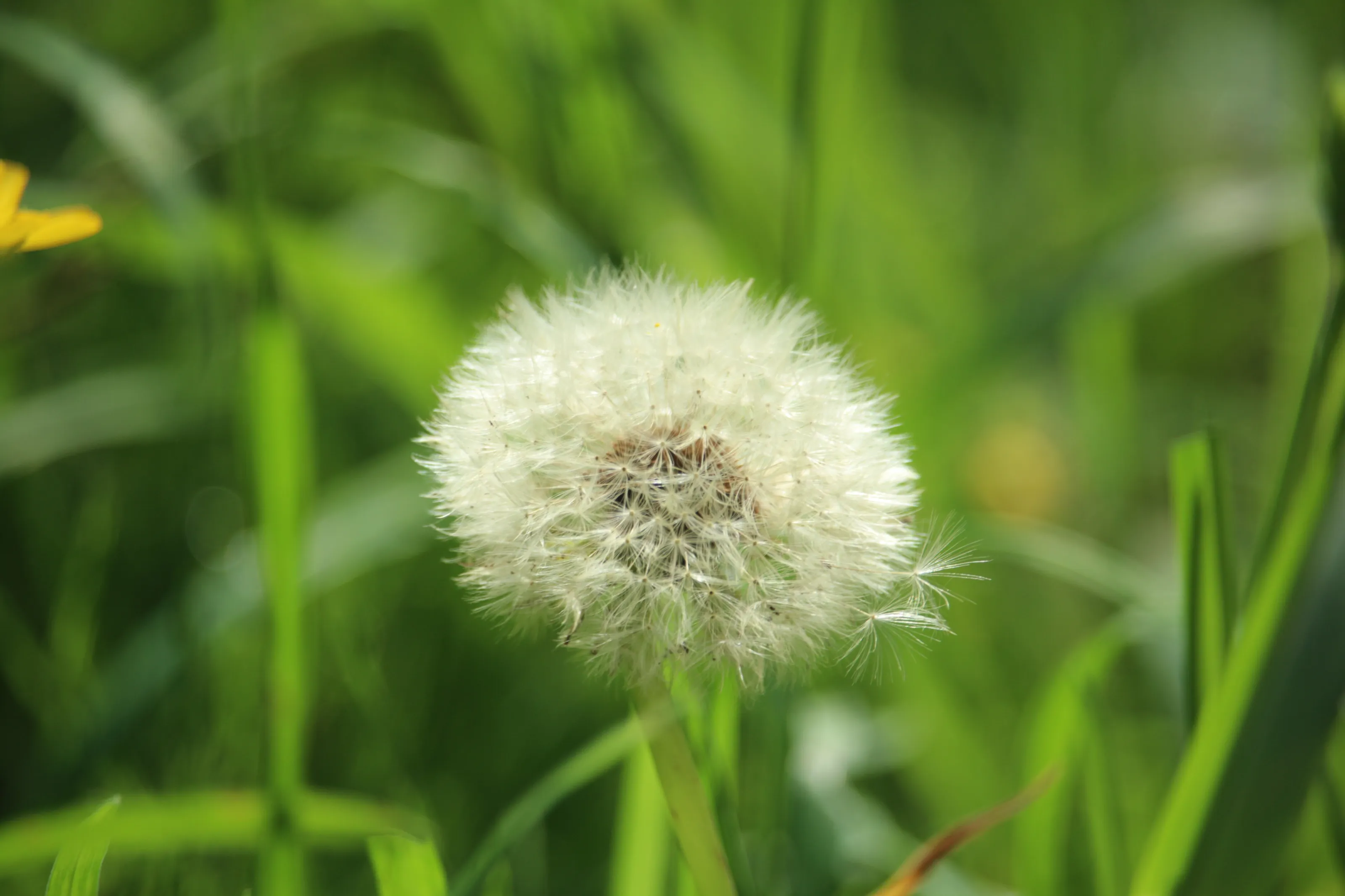 The hair of nature