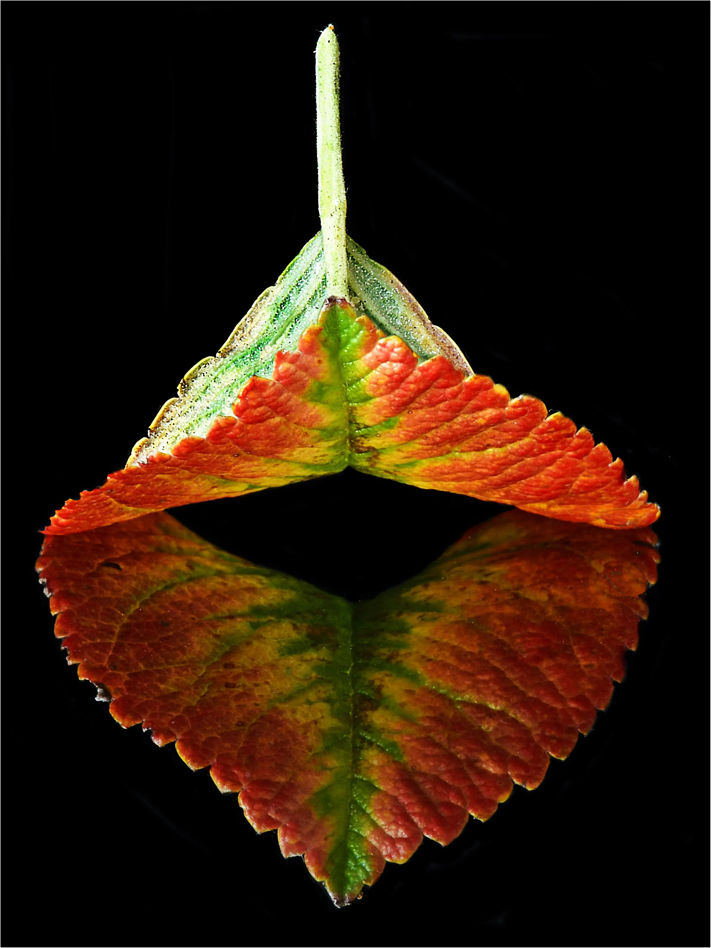 Leaf Abstract.