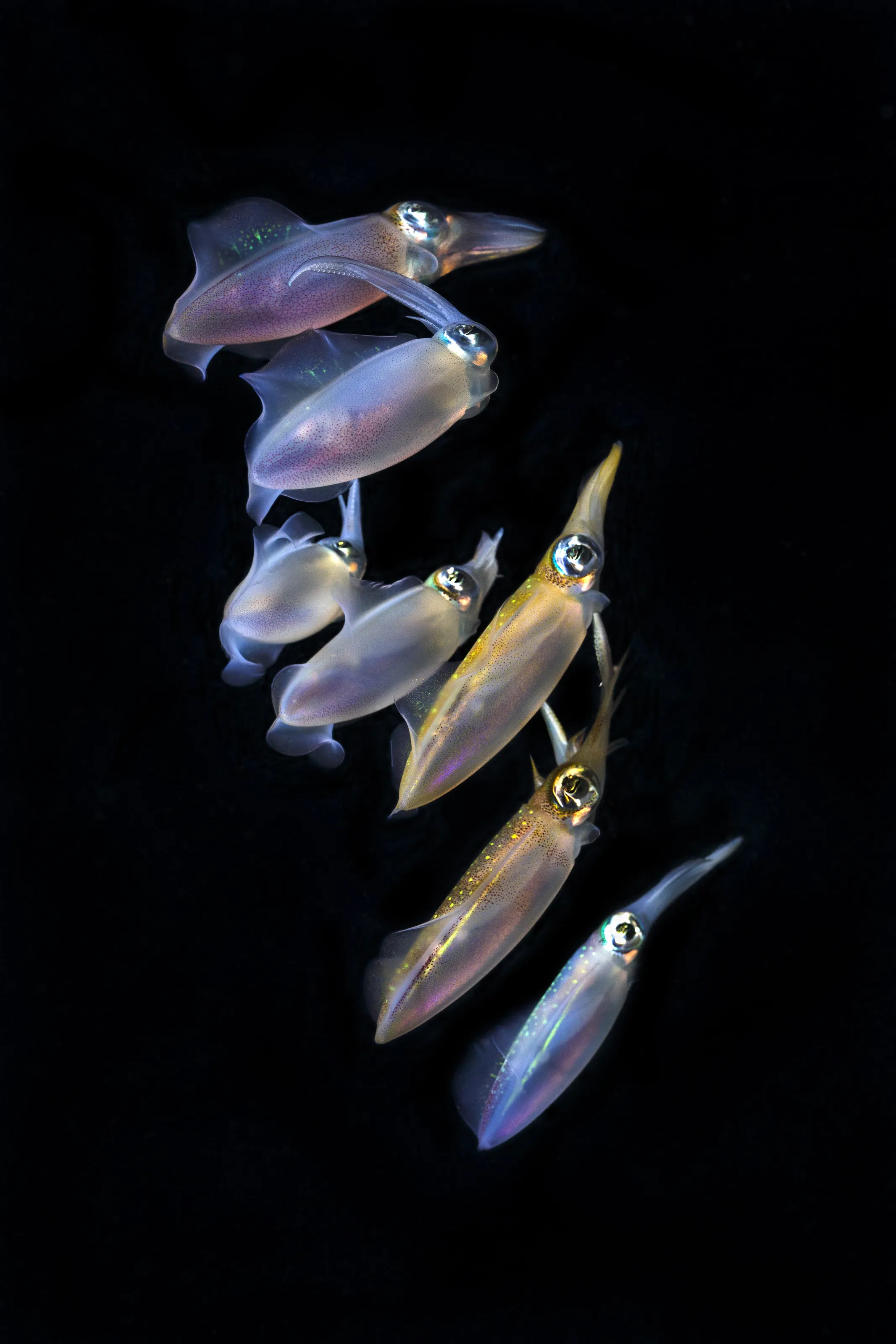 Squid Squad