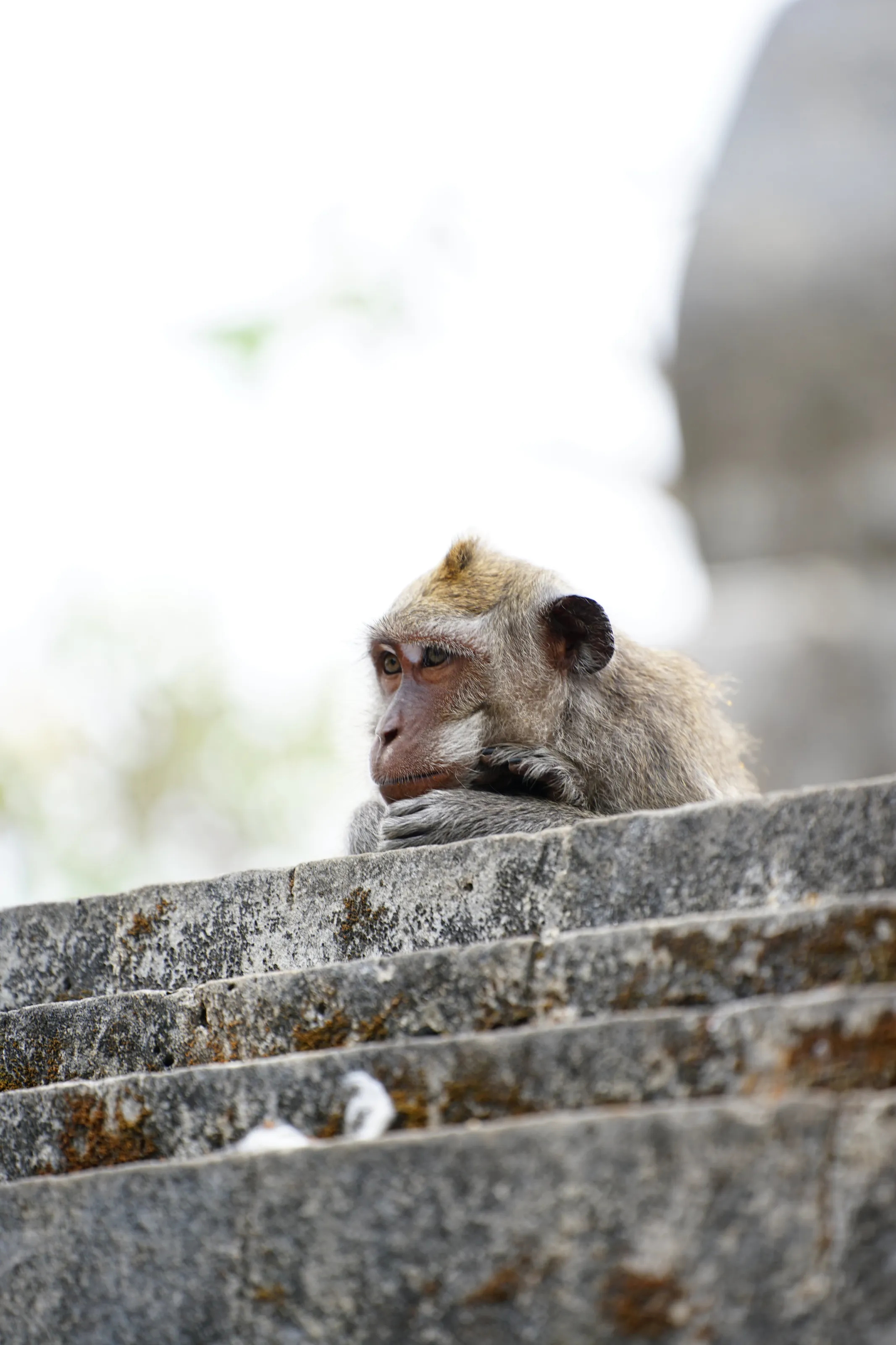 Thinking Monkey
