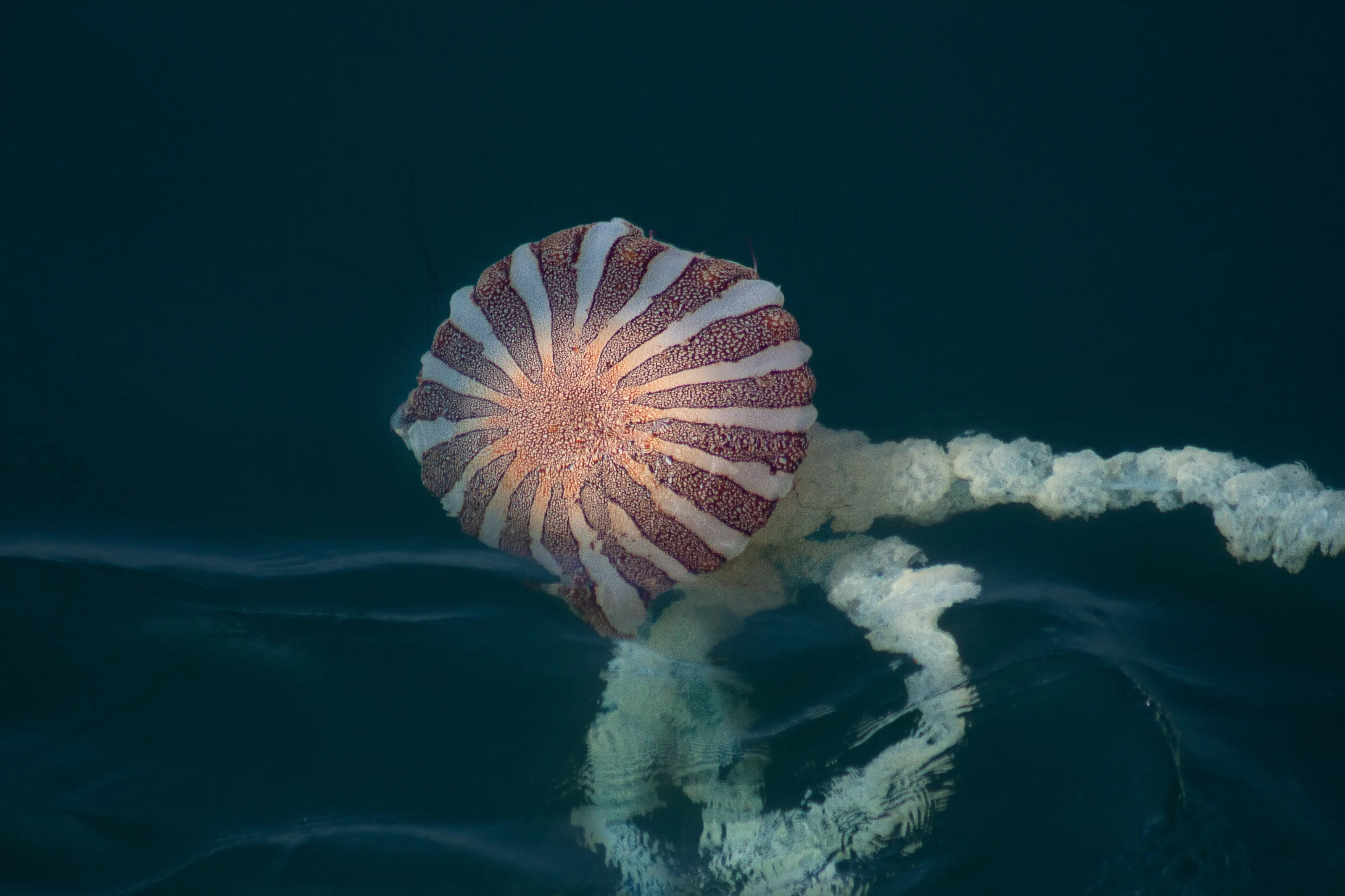 Jellyfish Rise