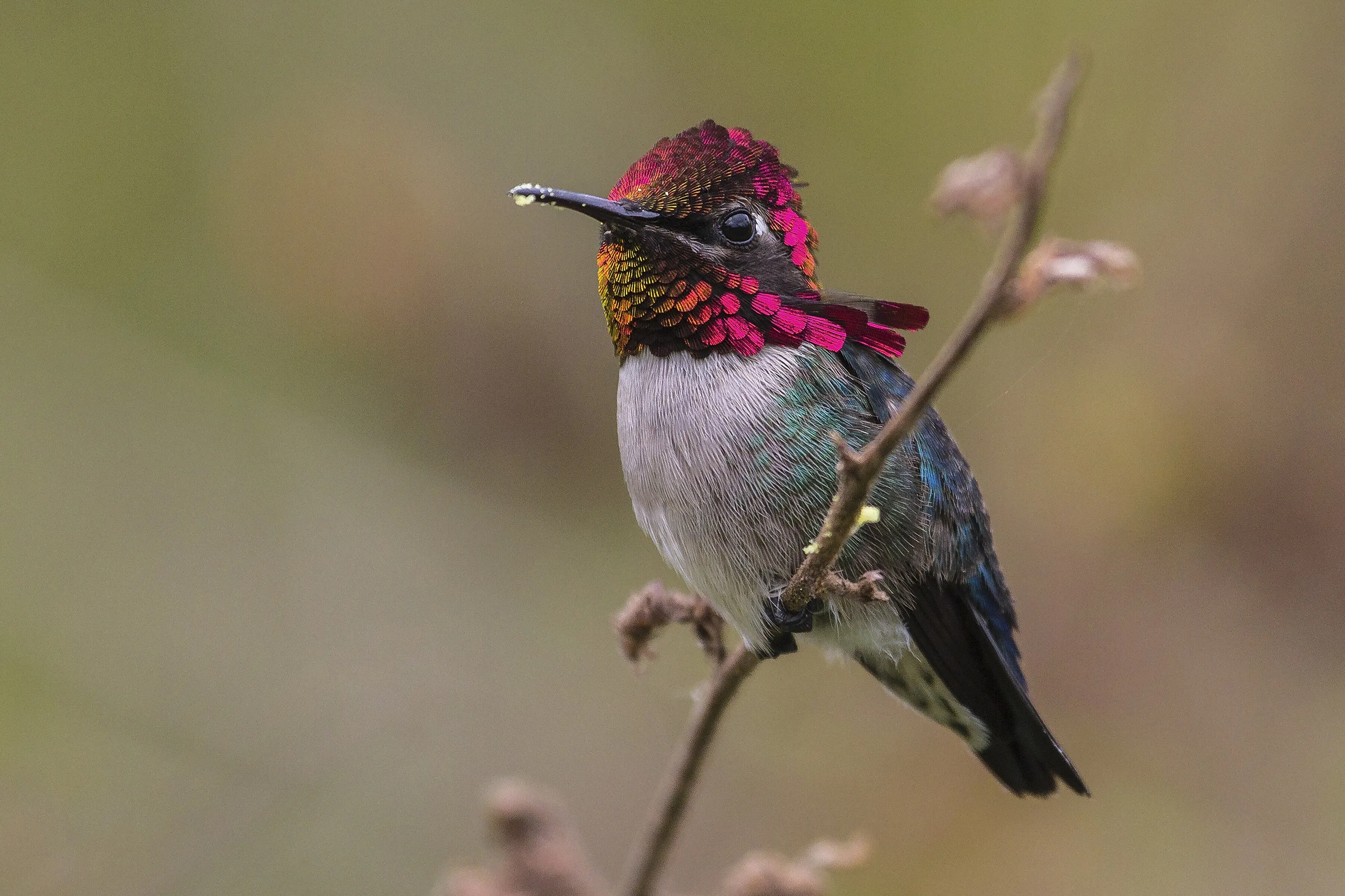 The Smallest Bird in the World