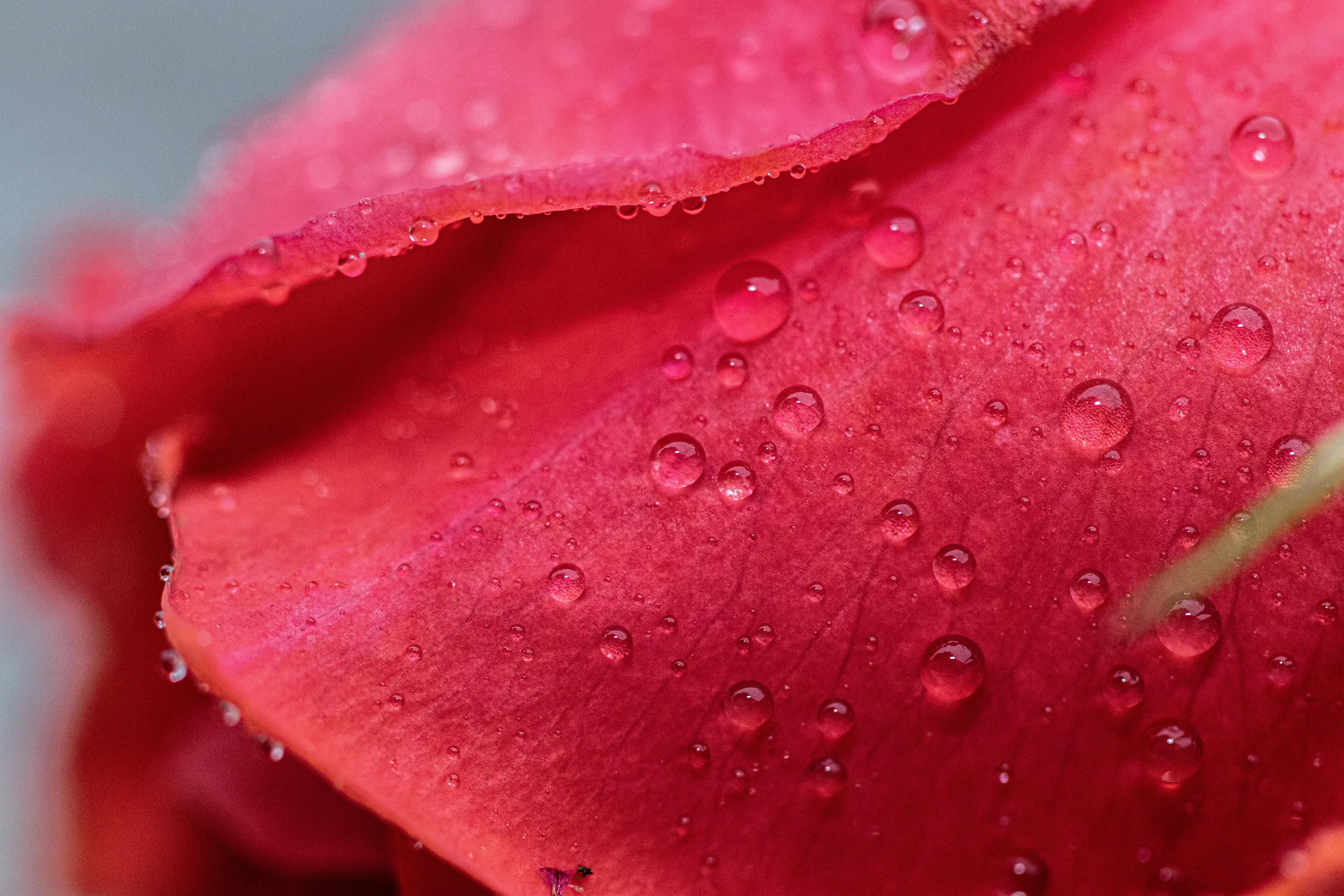 Winter Rose