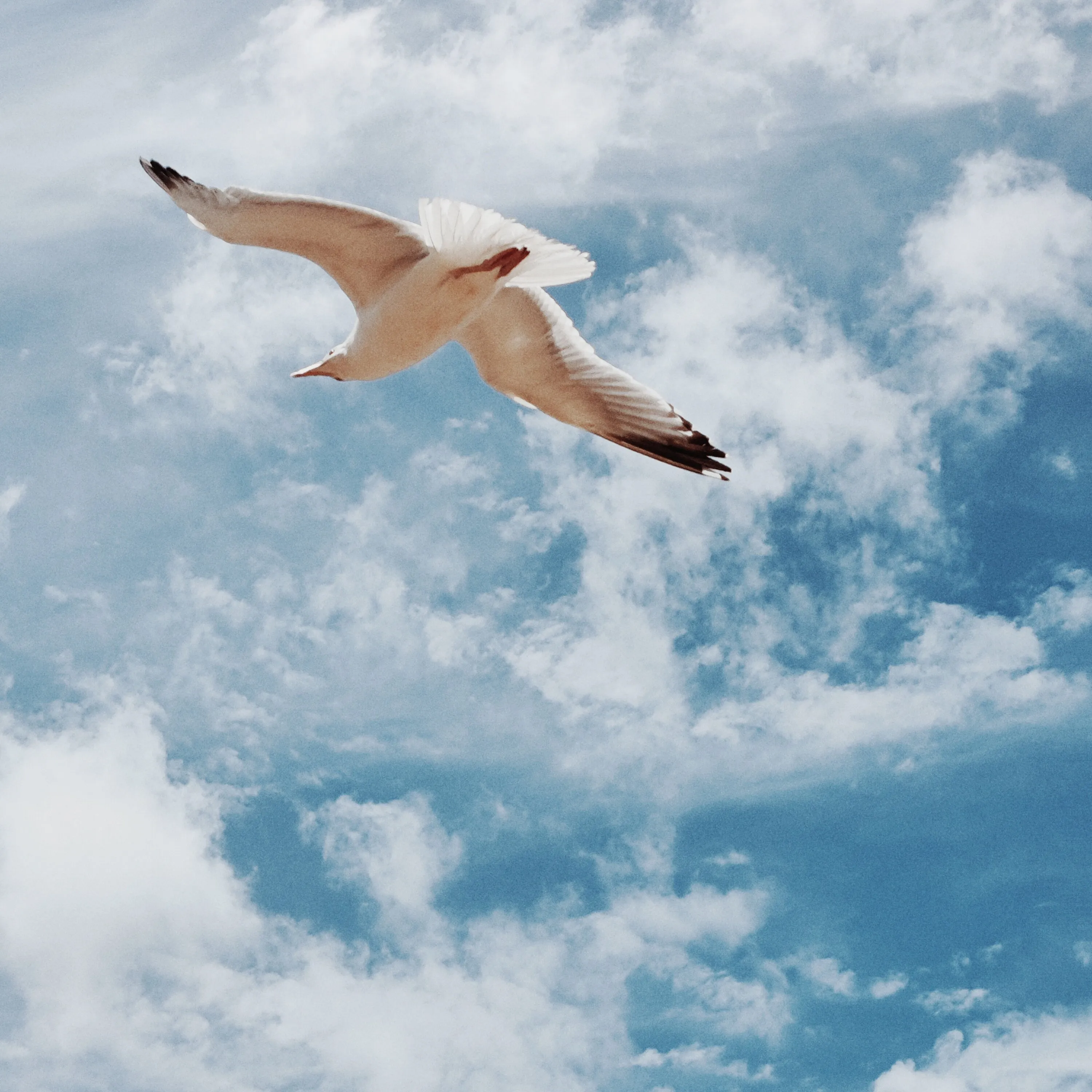 Freedom