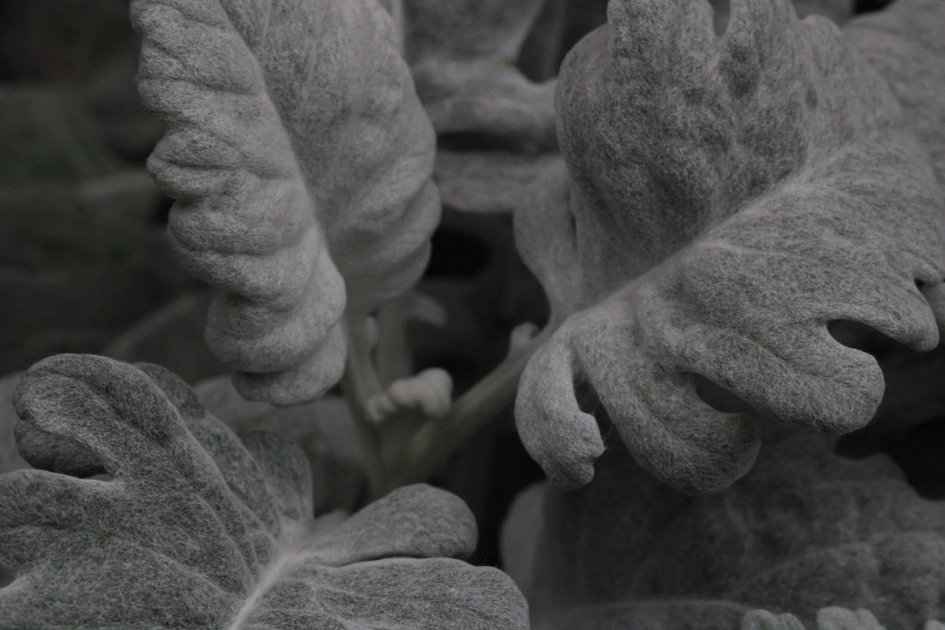 Monotone