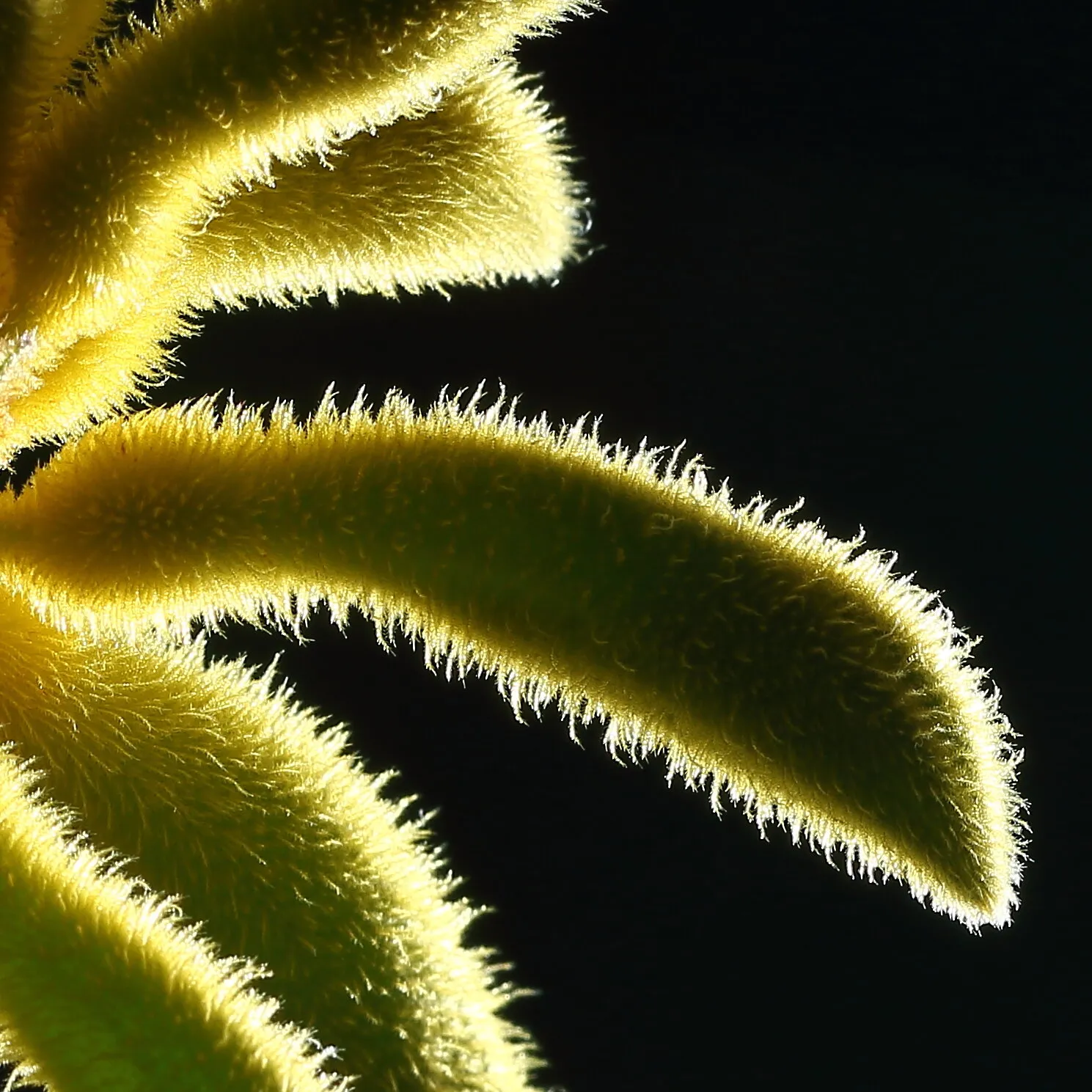 the Fur of flower