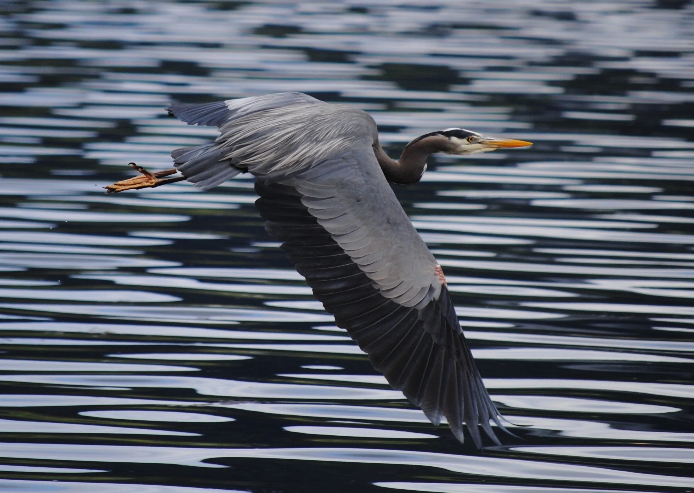 Heron in flight
