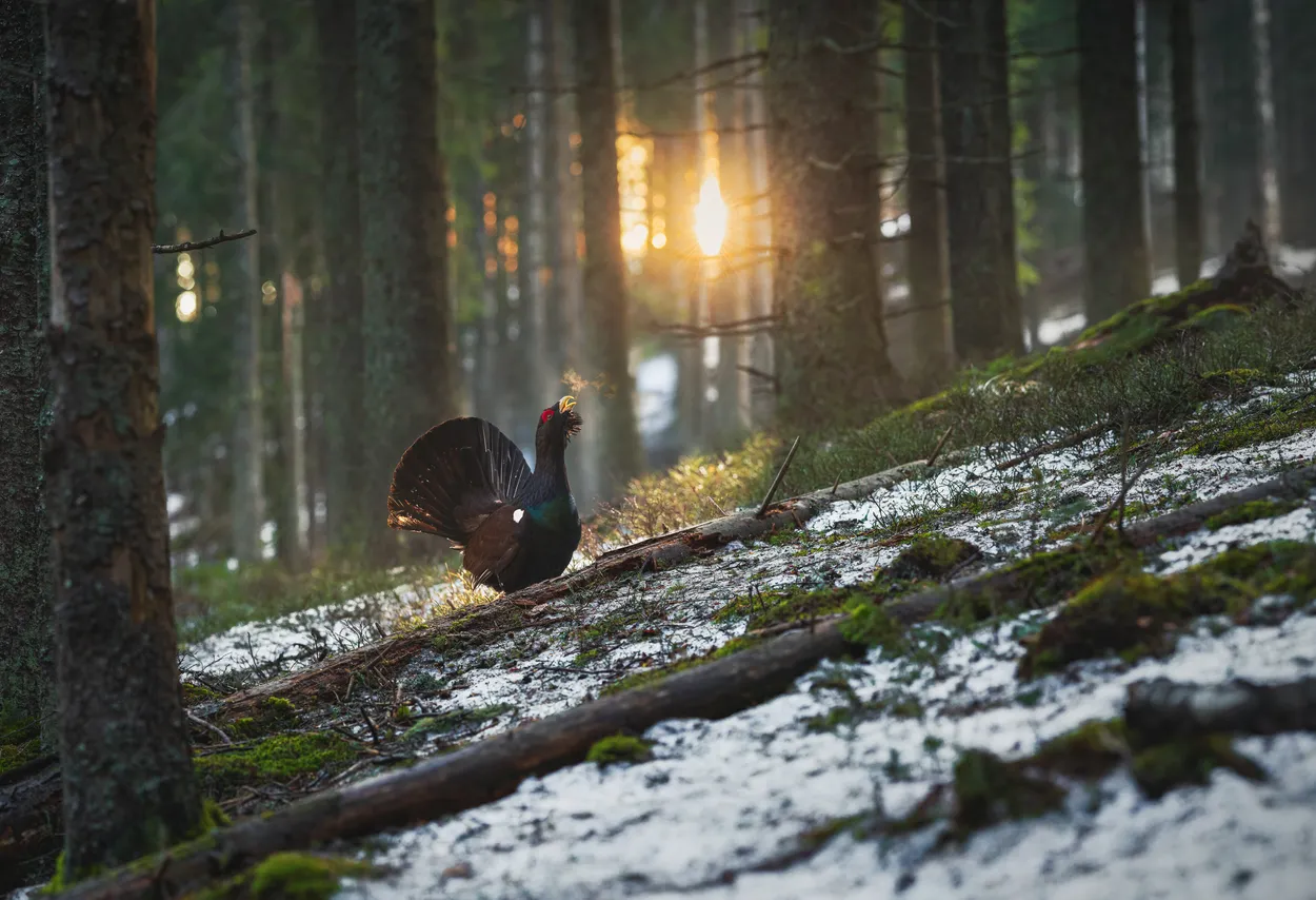 Wild beauties of the forest