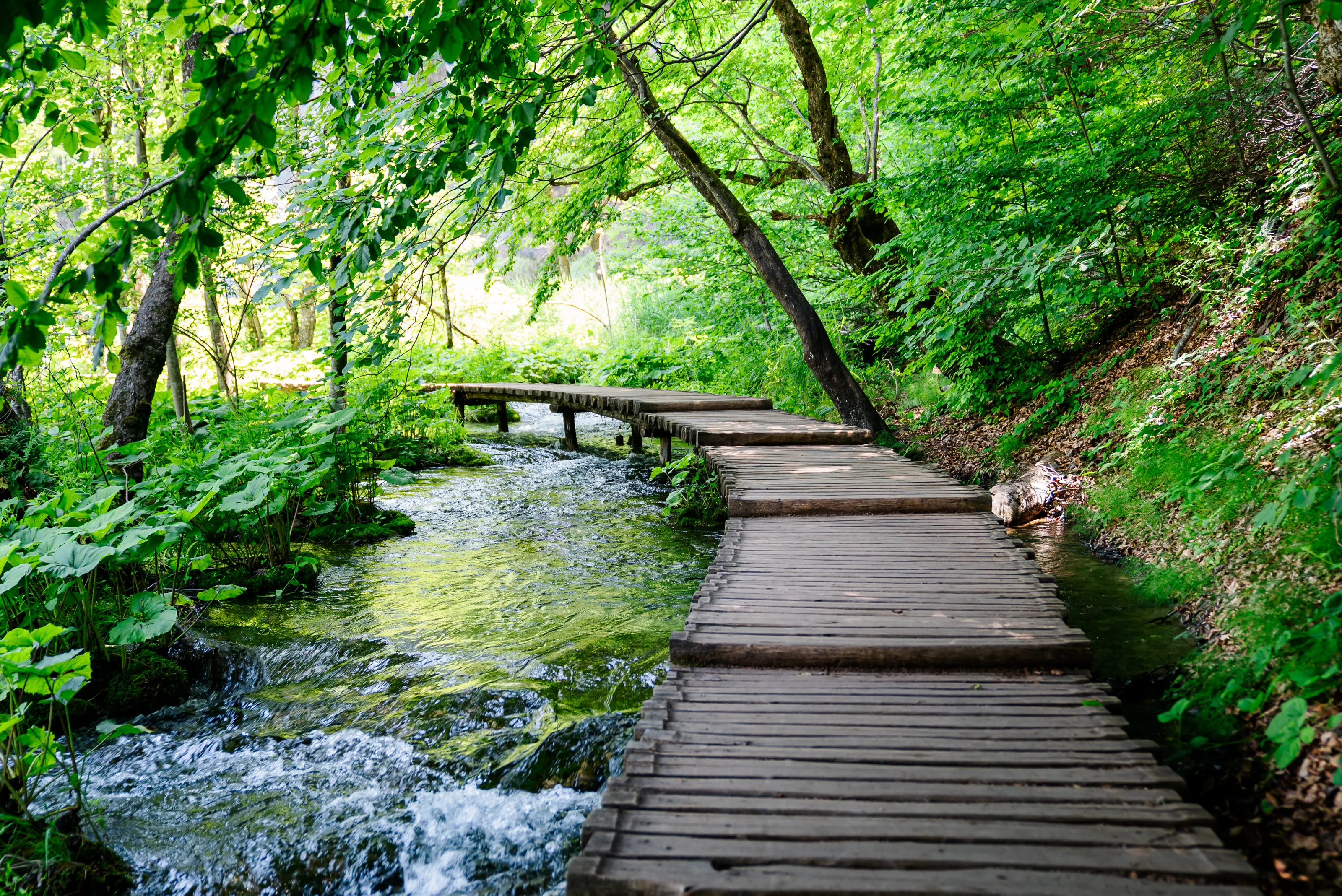 Board Walk over Stream