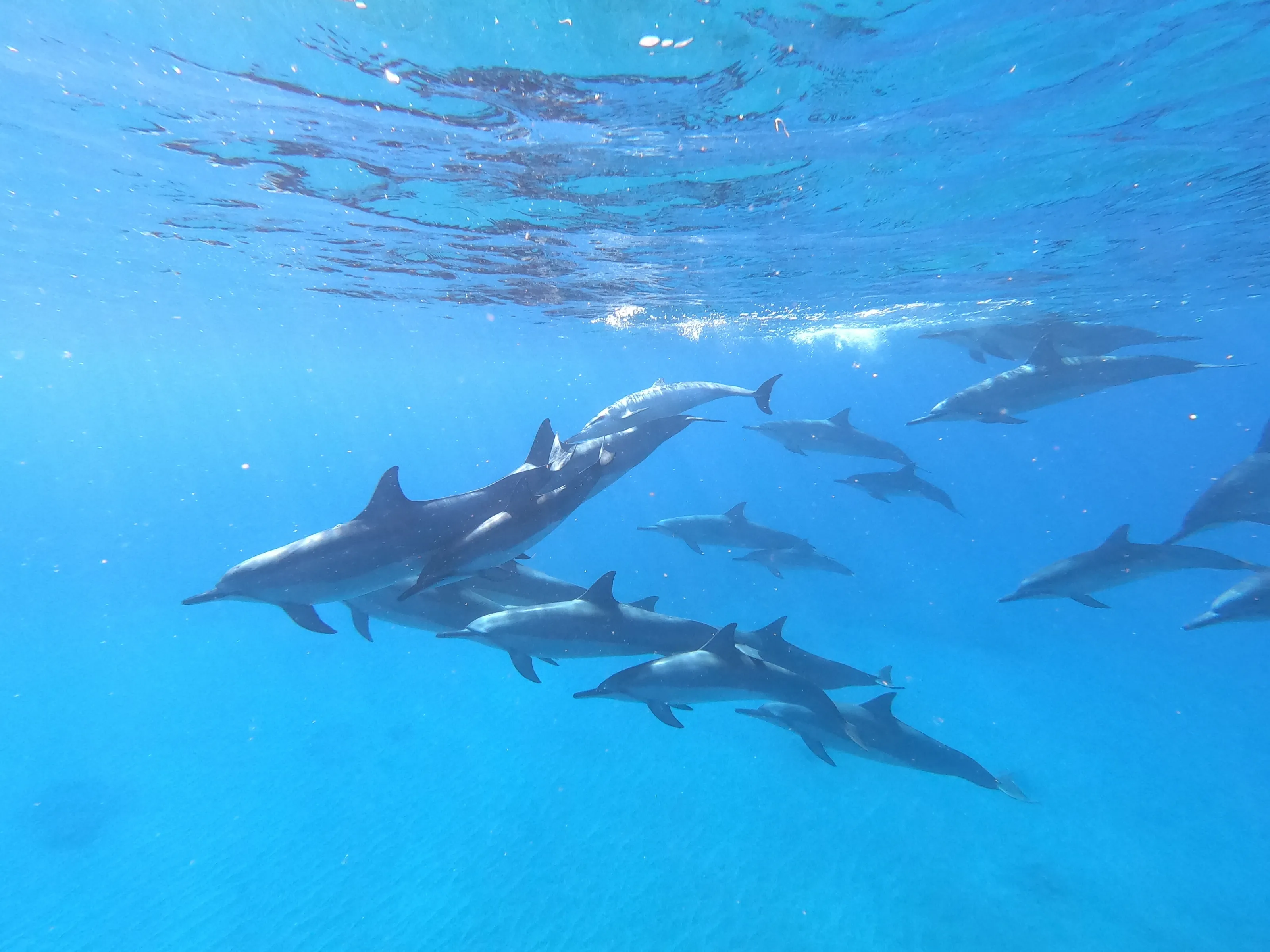 Dolphins