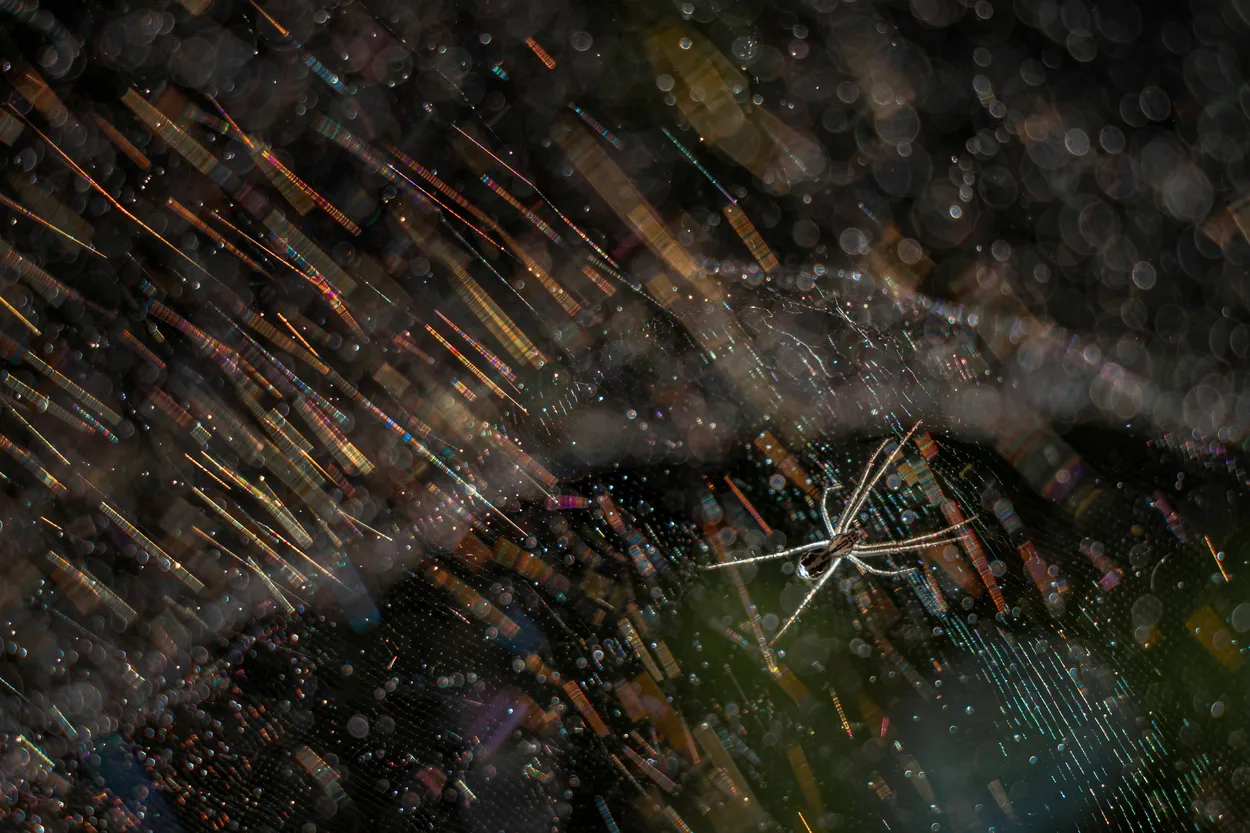Spider in wonderland
