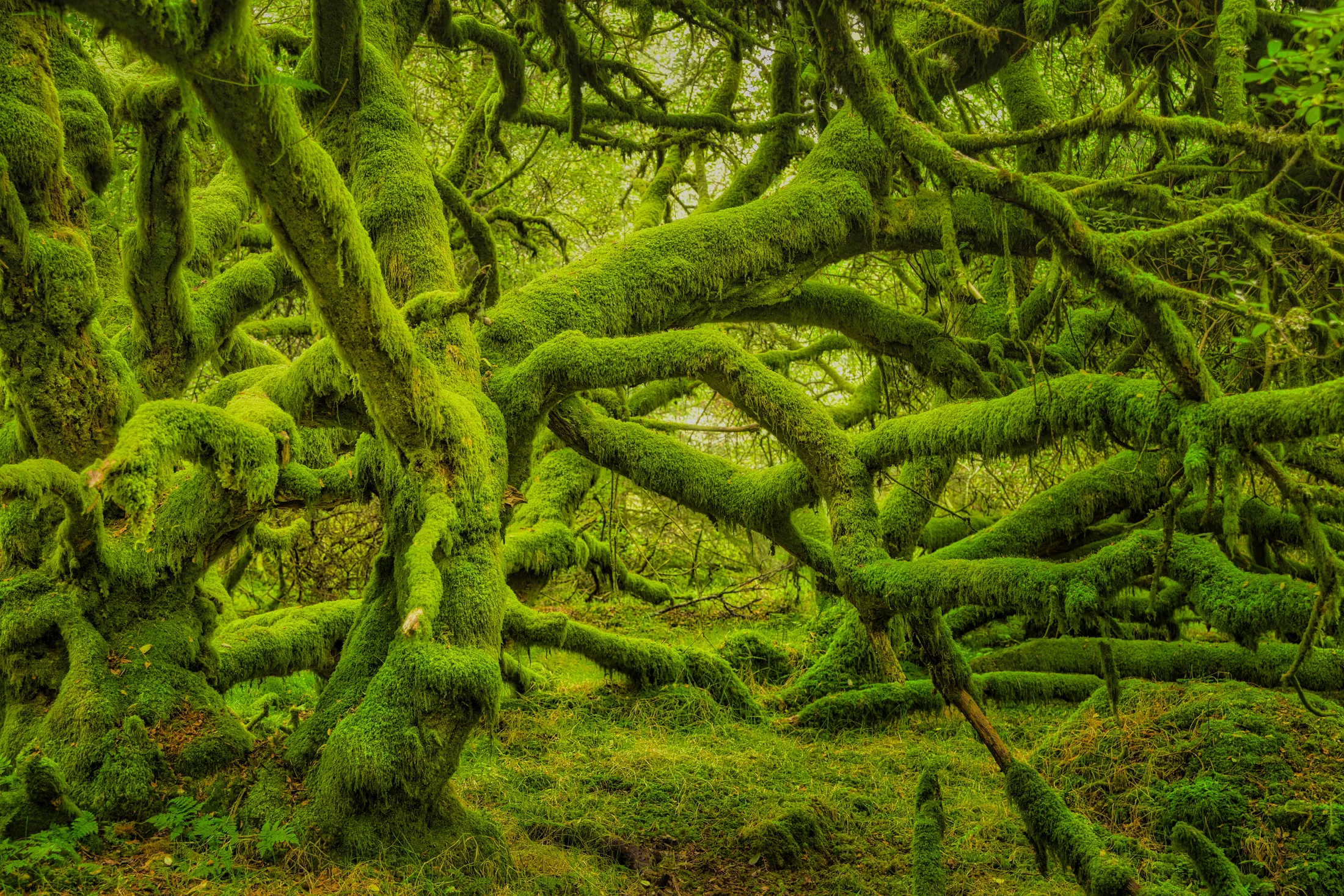 In the Emerald Forest