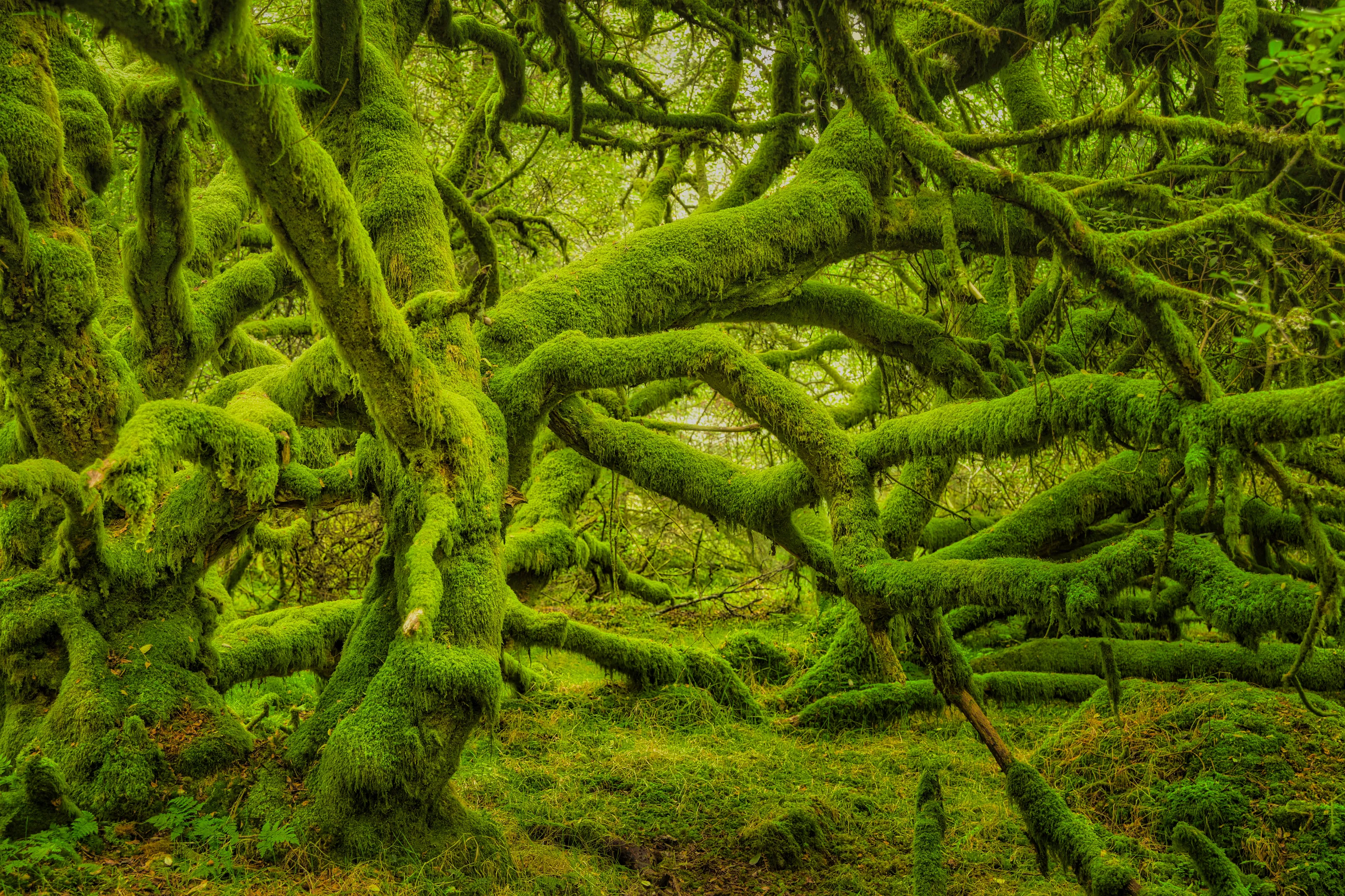 In the Emerald Forest