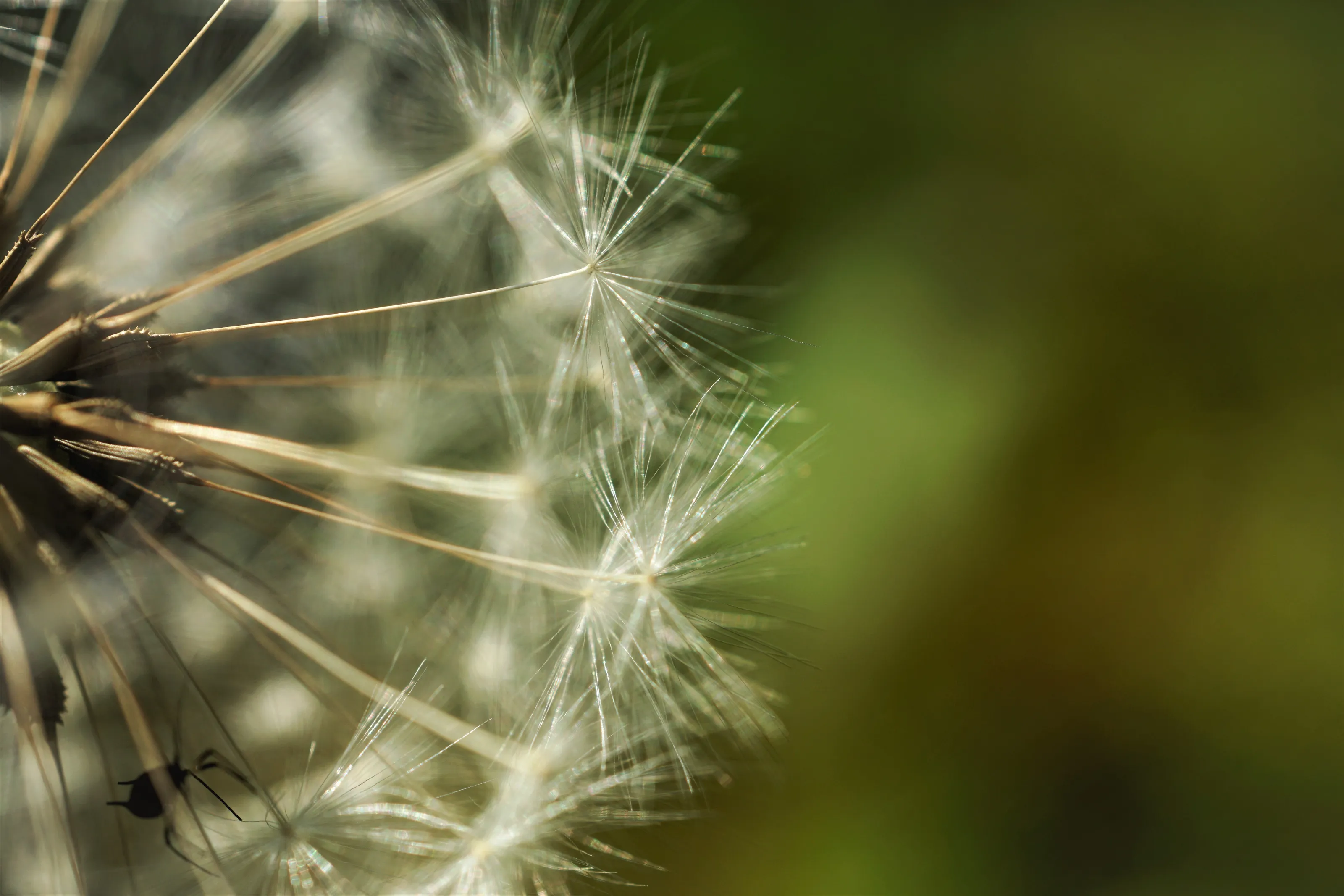 Dandelion hideout.