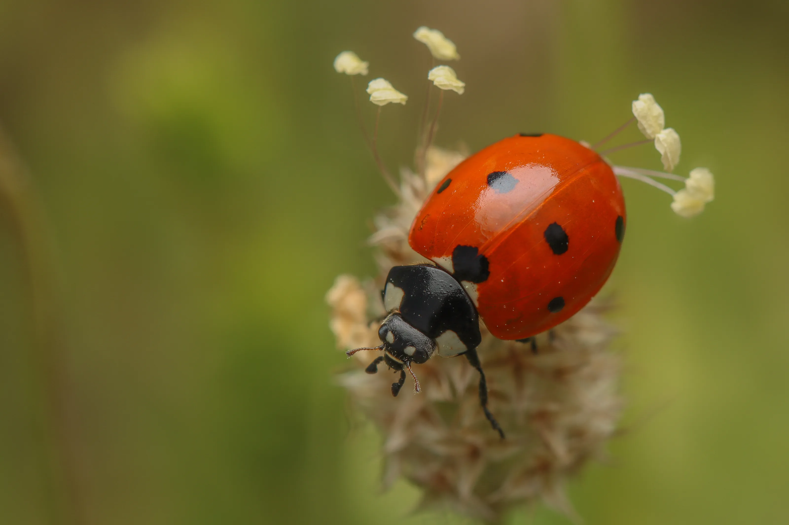 Ladybug
