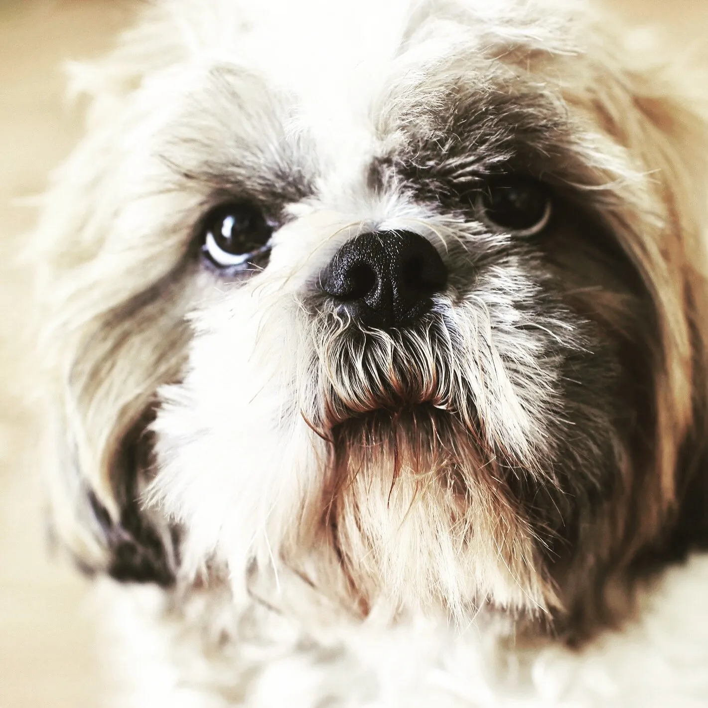 my furry ball of happiness