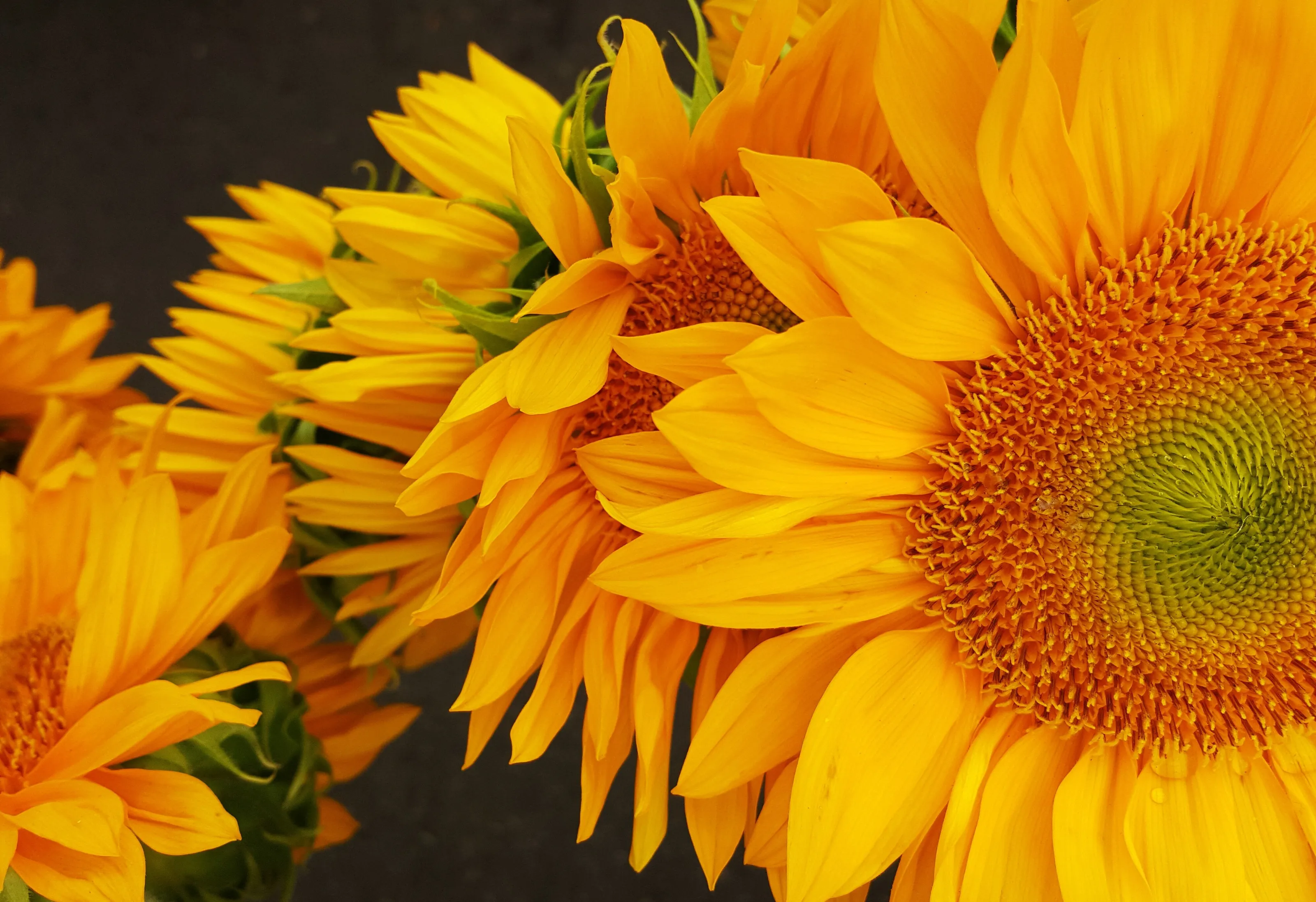 Sunflowers Train