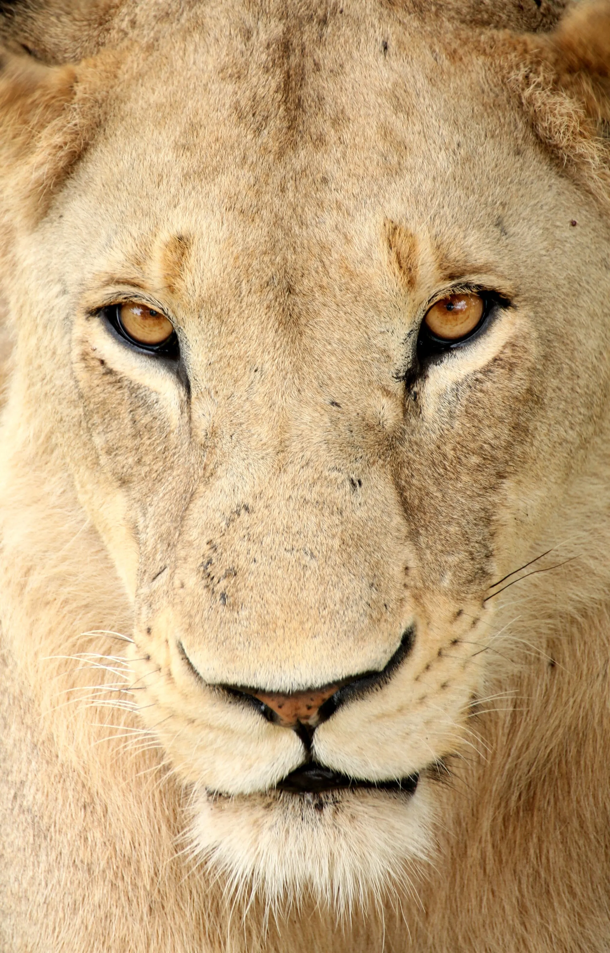 Soon to be lion king