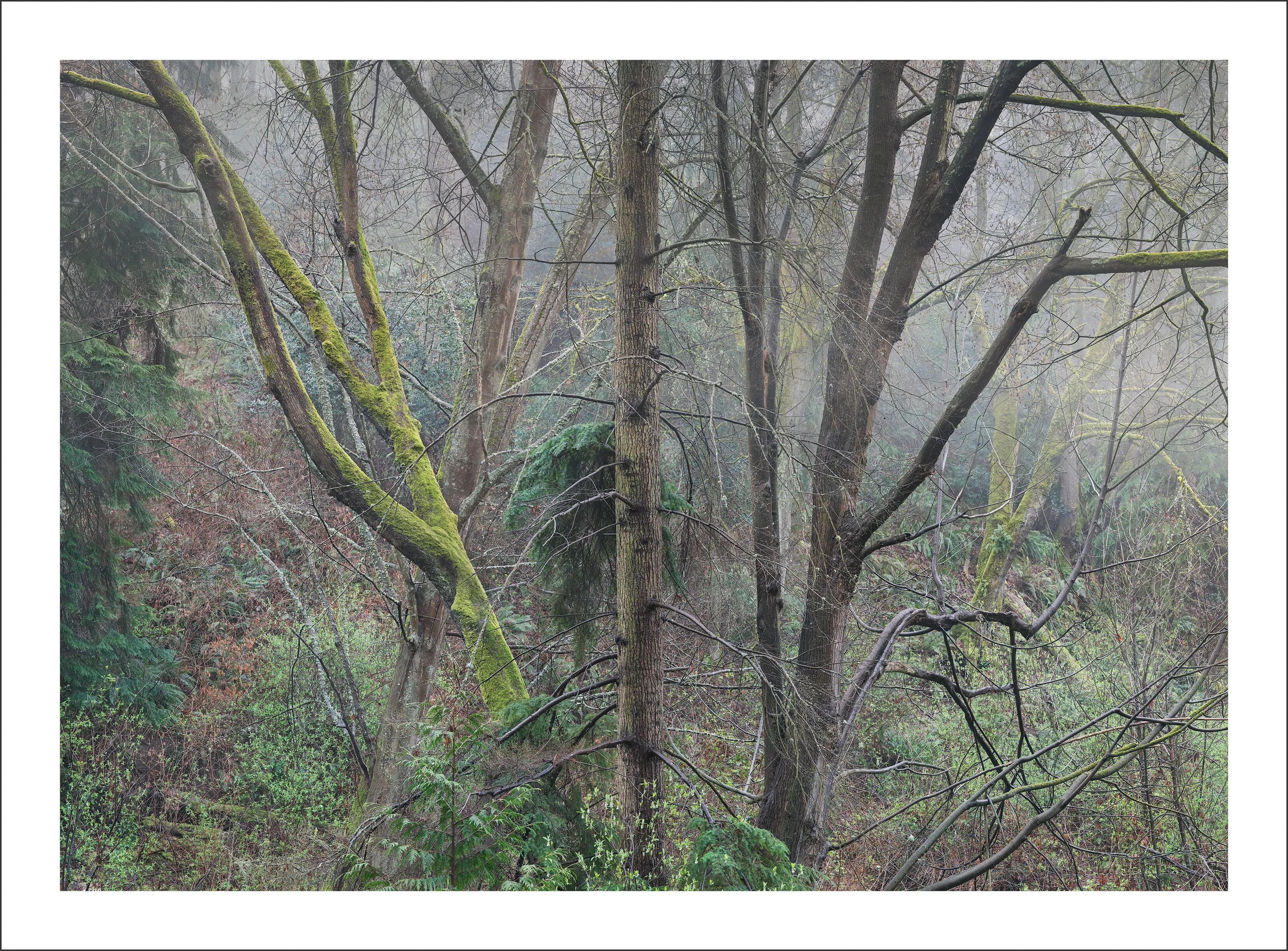 Schmitz Park - 7270
