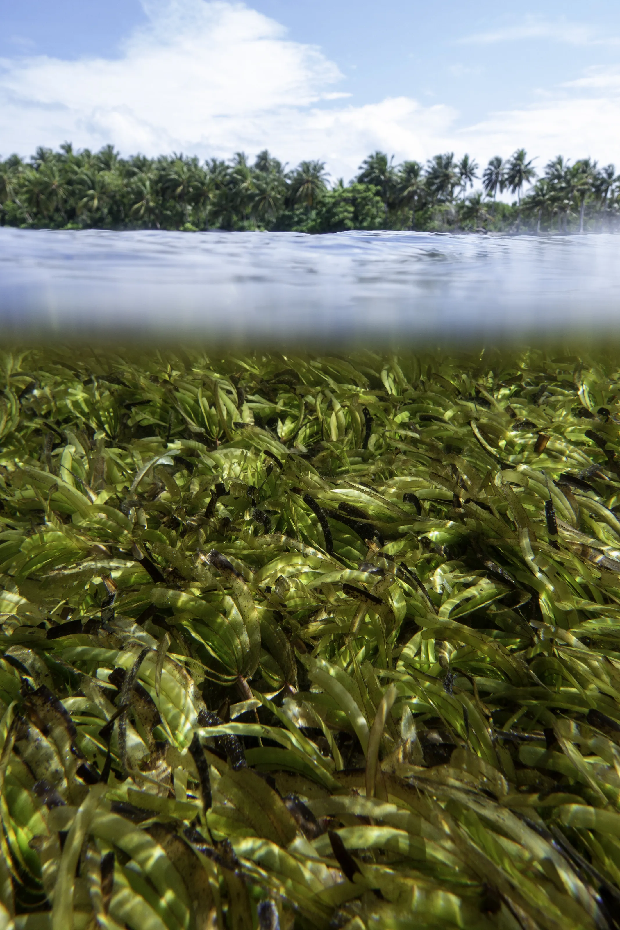 Seagrasses and palm trees