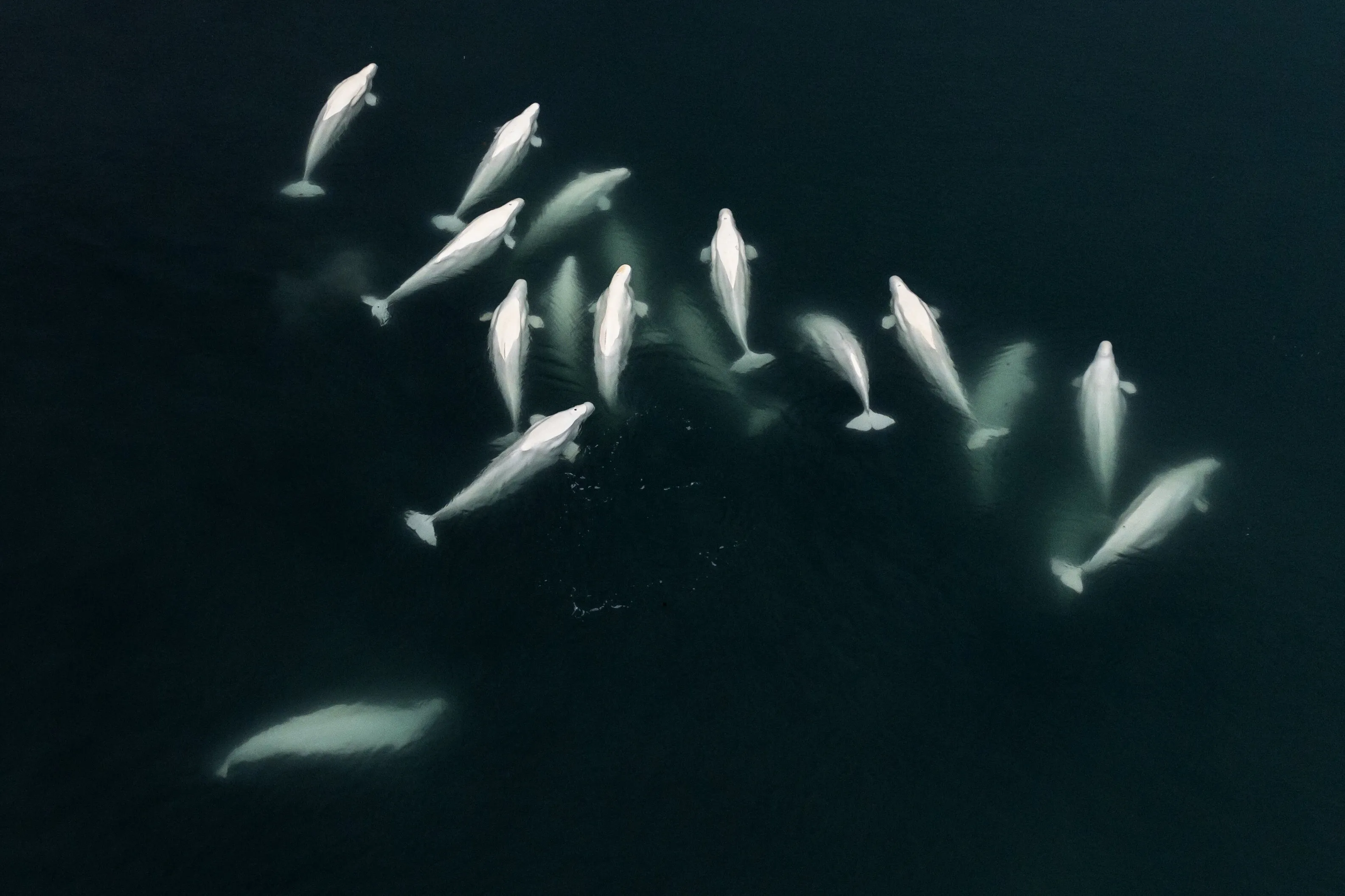 Lives bound on glaciers - Beluga