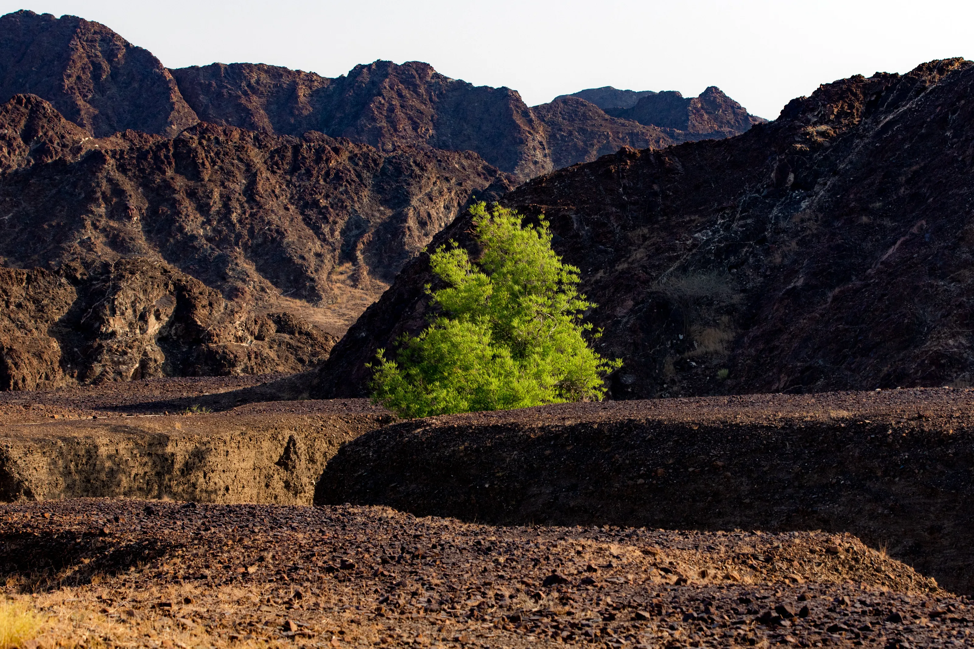 wadi with tree