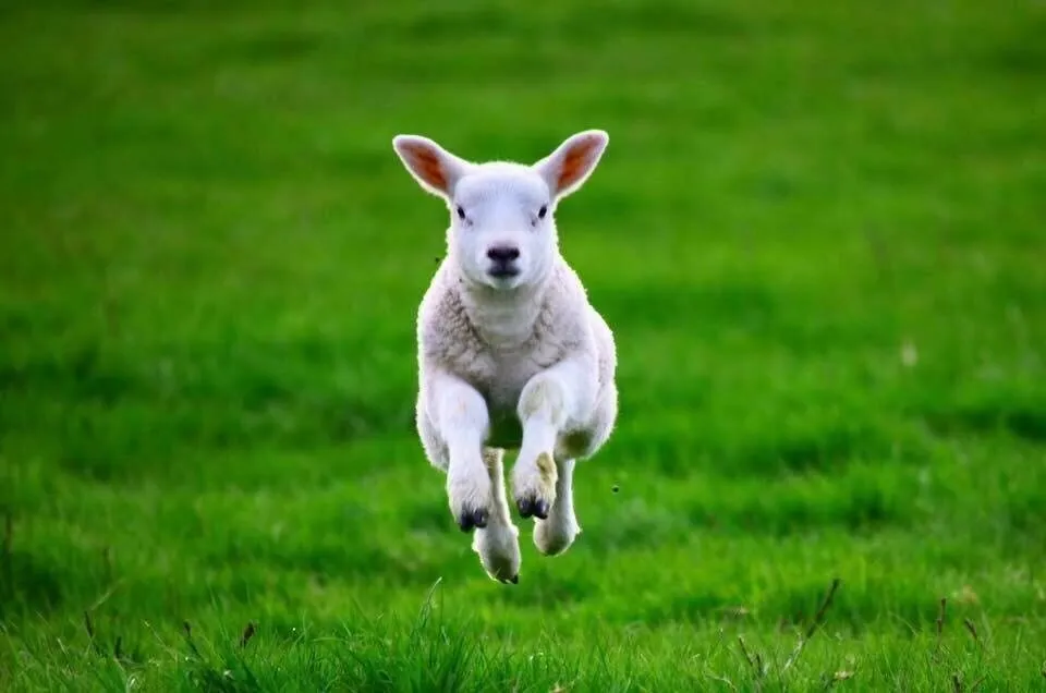 Spring lamb