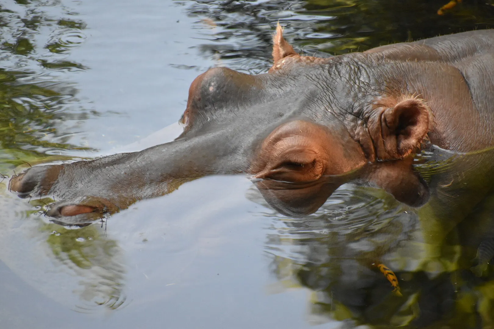 Sleeping Hippo