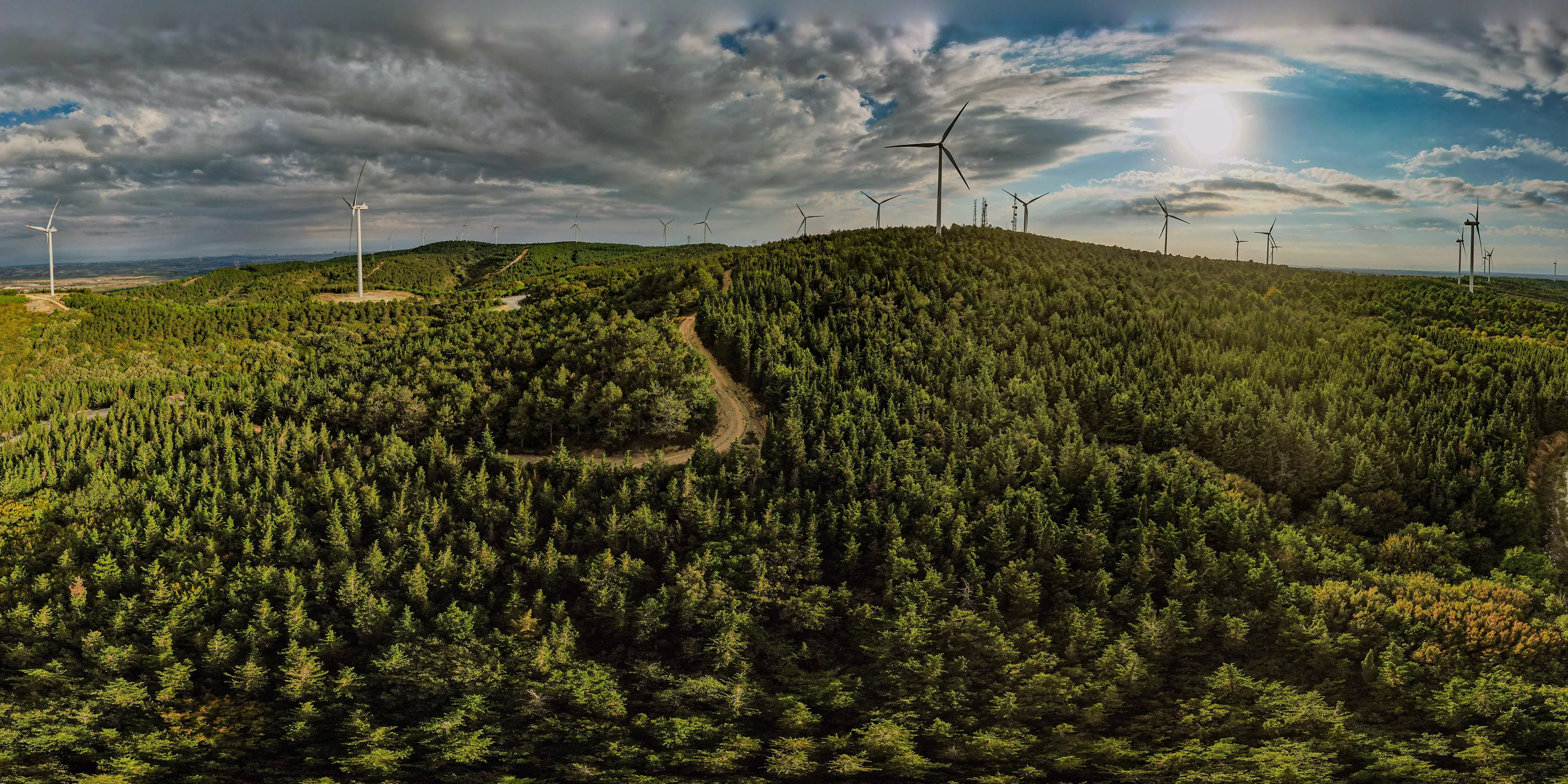 Wind turbines and forest