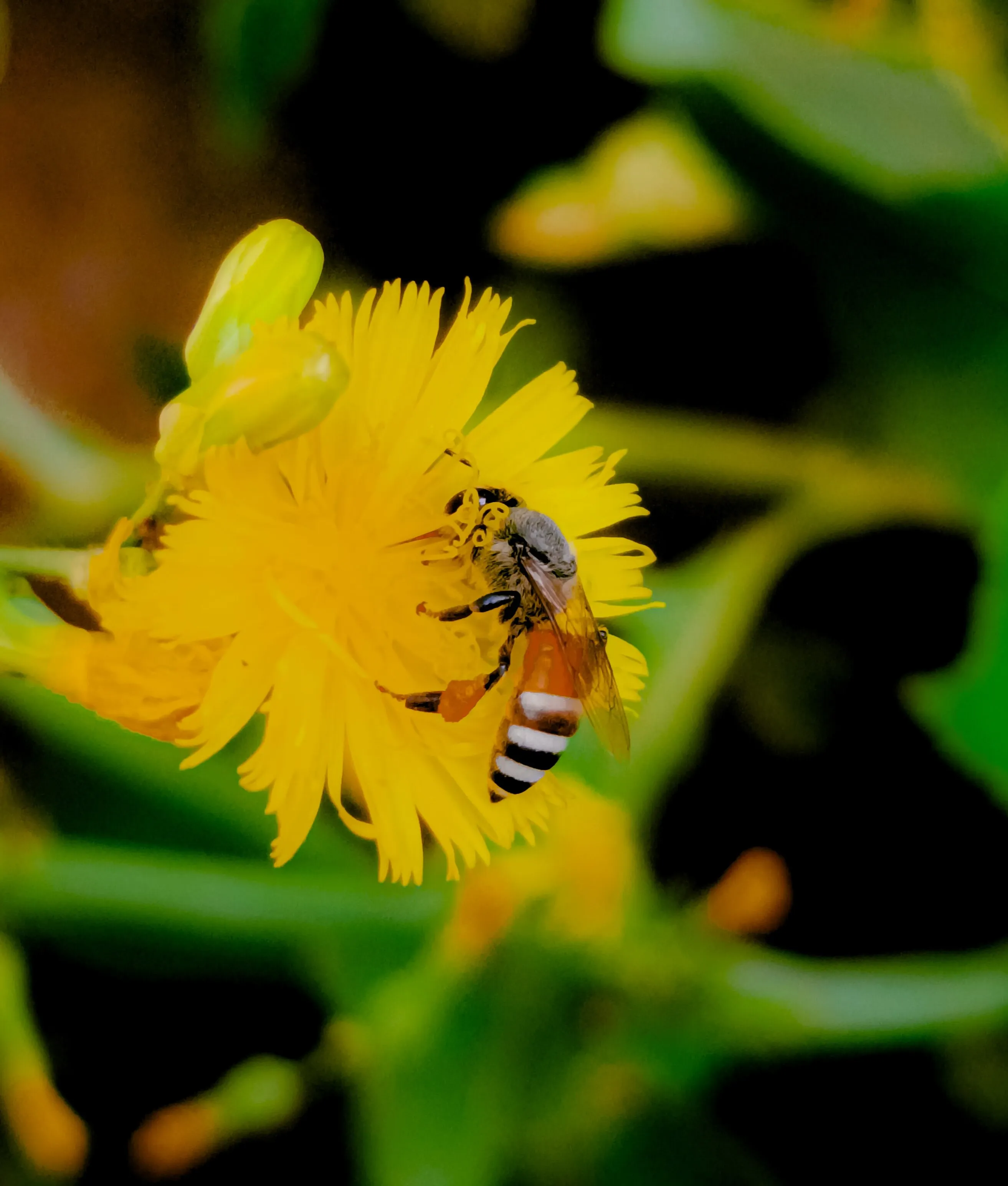 Bee in the flower