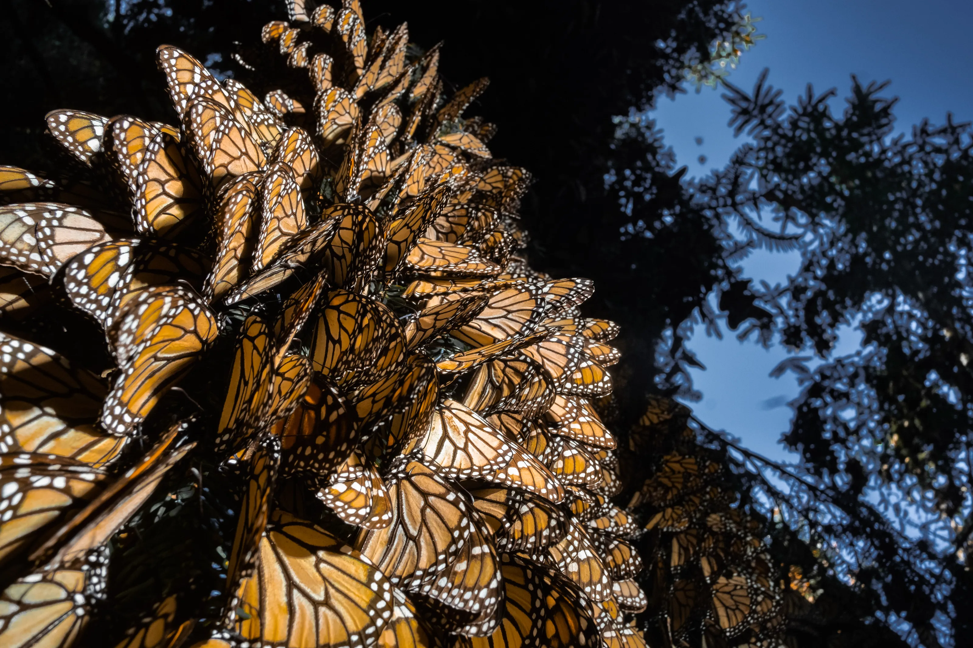In Mexico, millions of endangered migratory monarch butterflies gather in the forest during winter