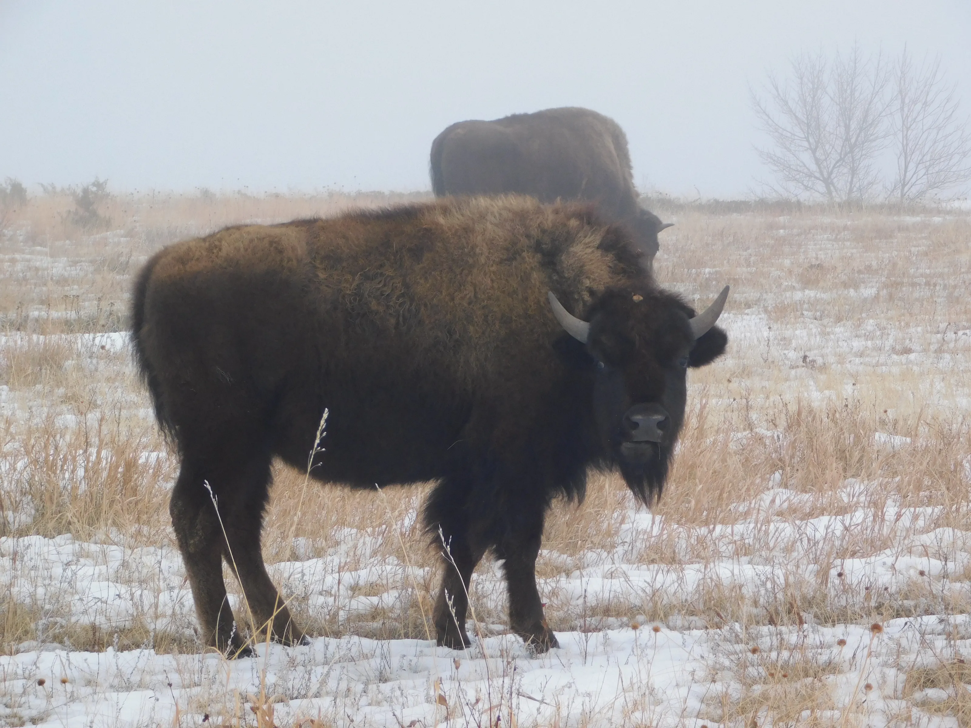 Bison