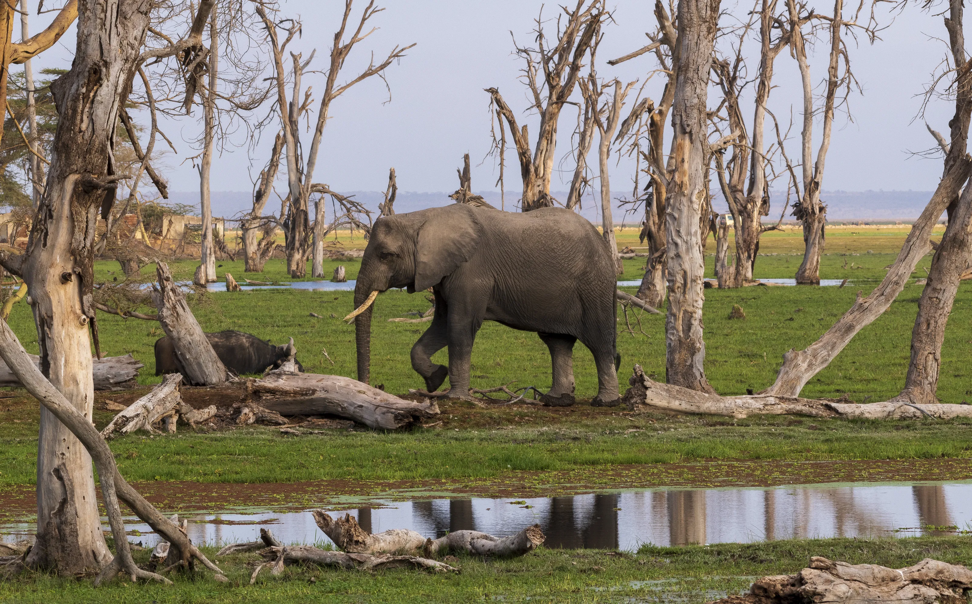Amboseli Lodge Female Elephant