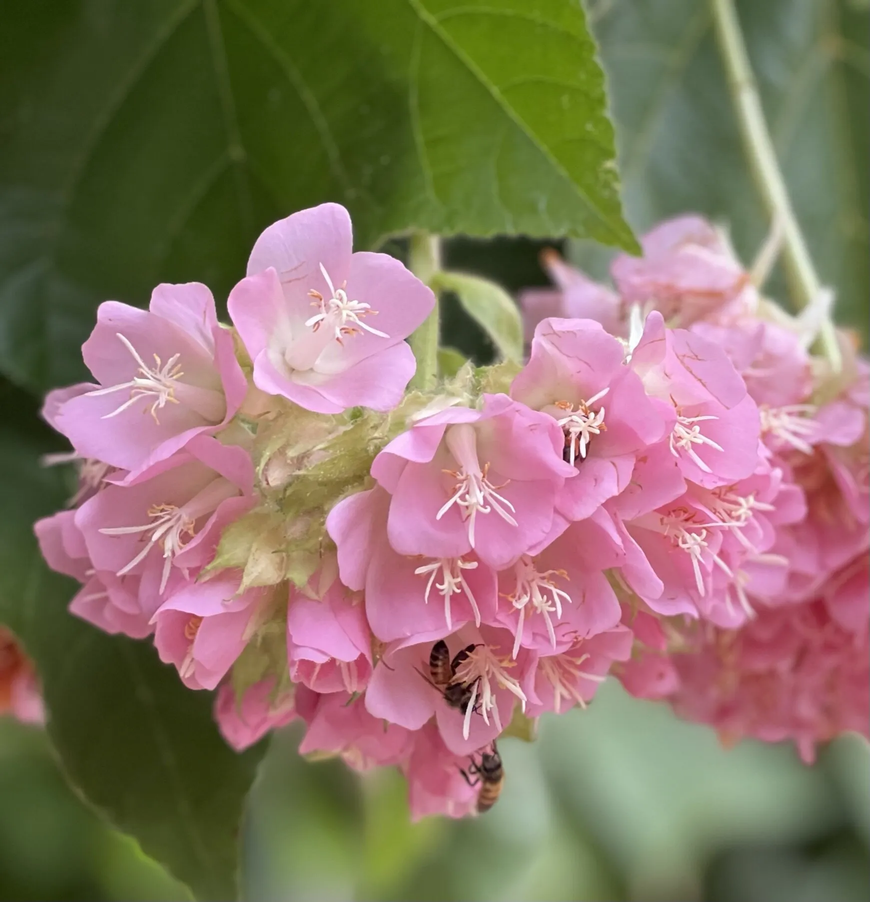 Dance of the Bumble Bees