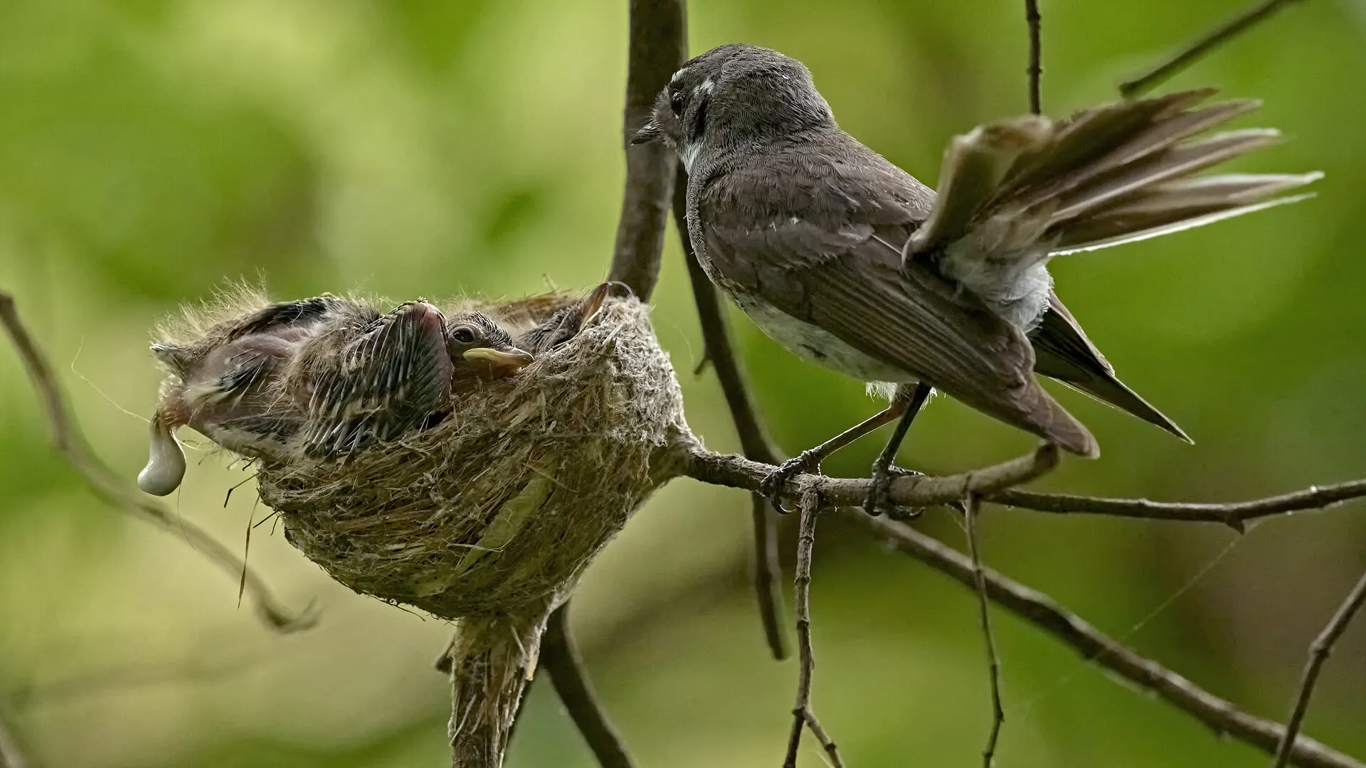 Grey Fantail  Fecal Sac 2