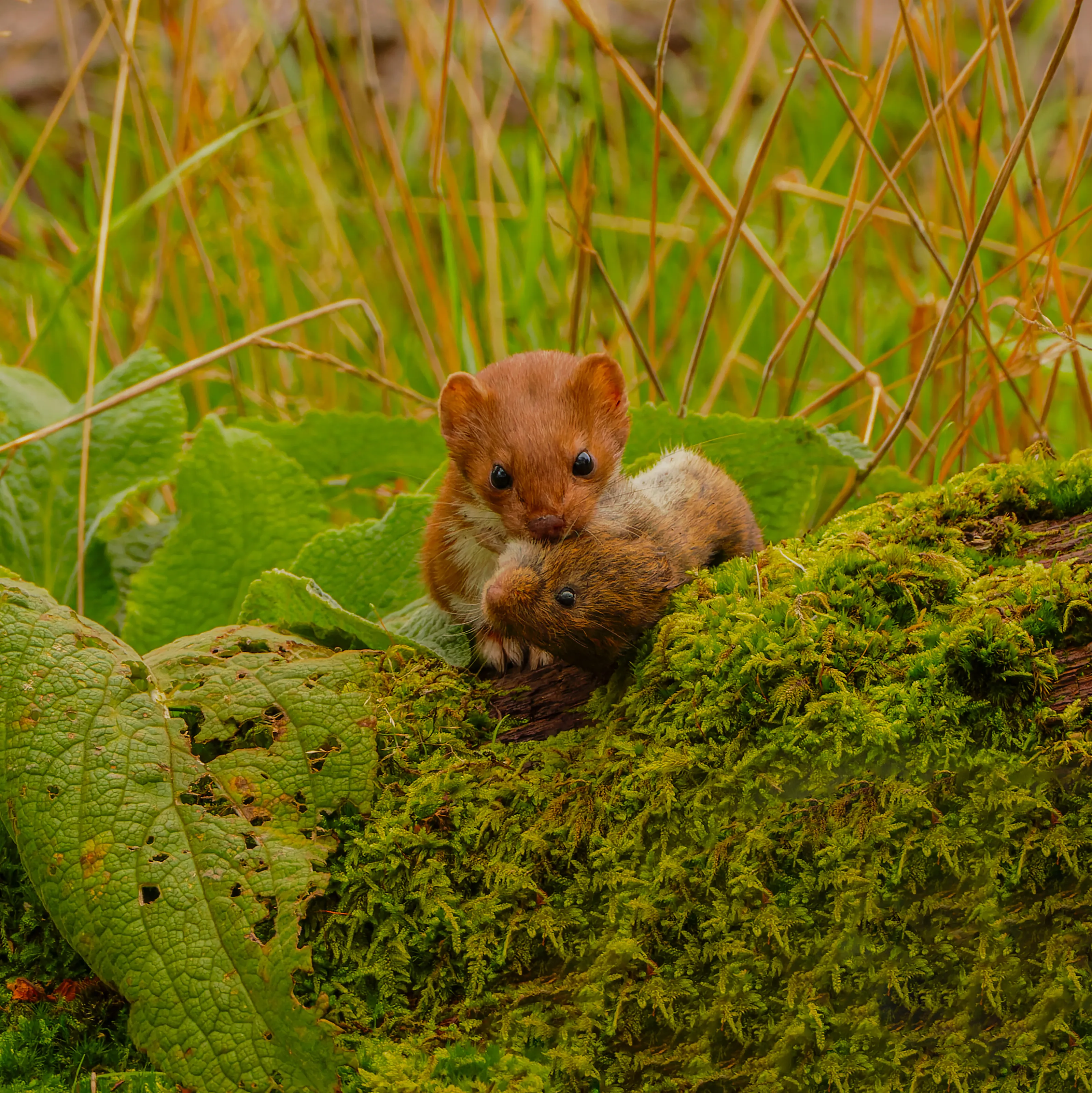 A Weasels Successful Hunt