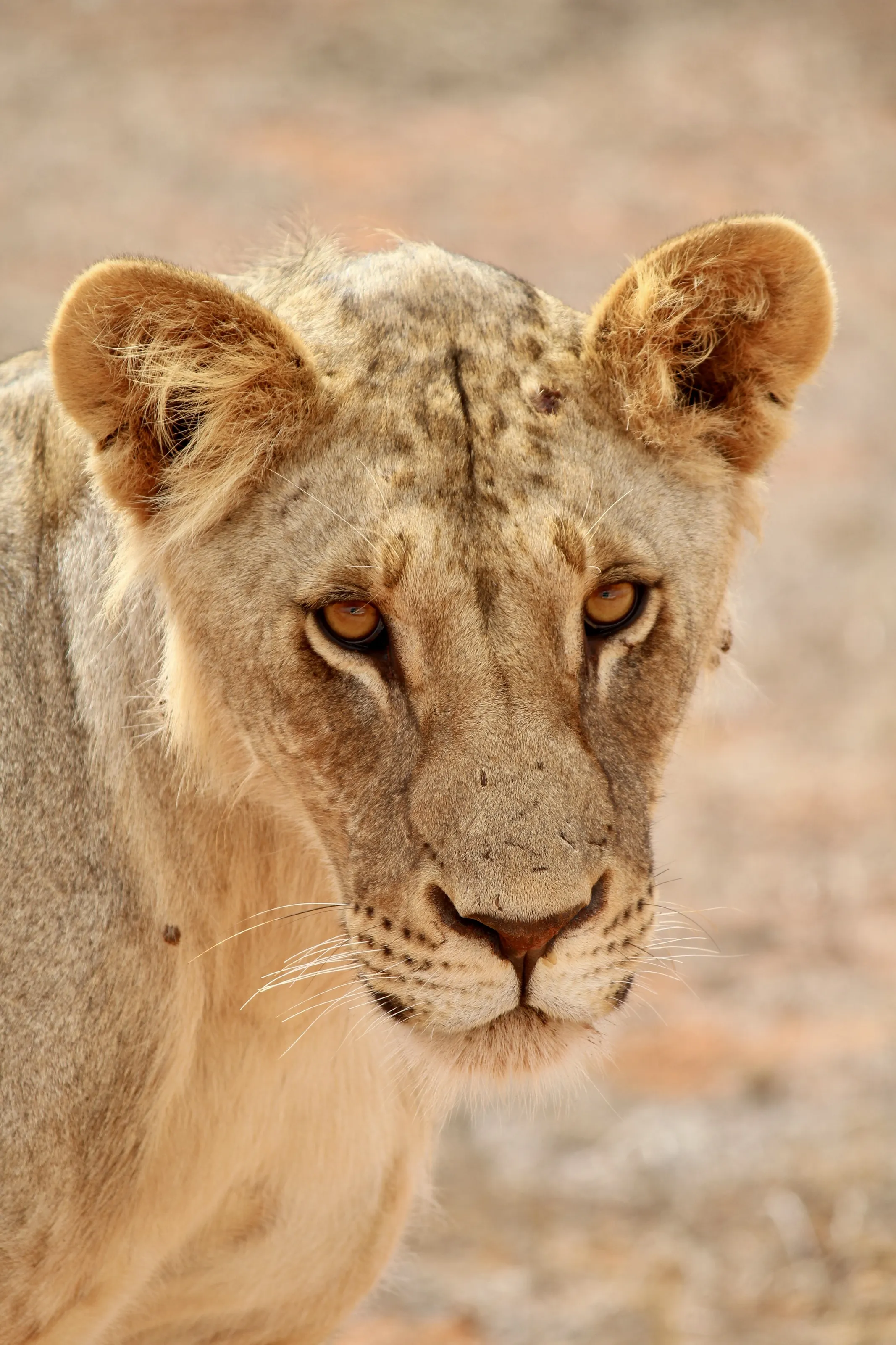Lion at Tsavo East