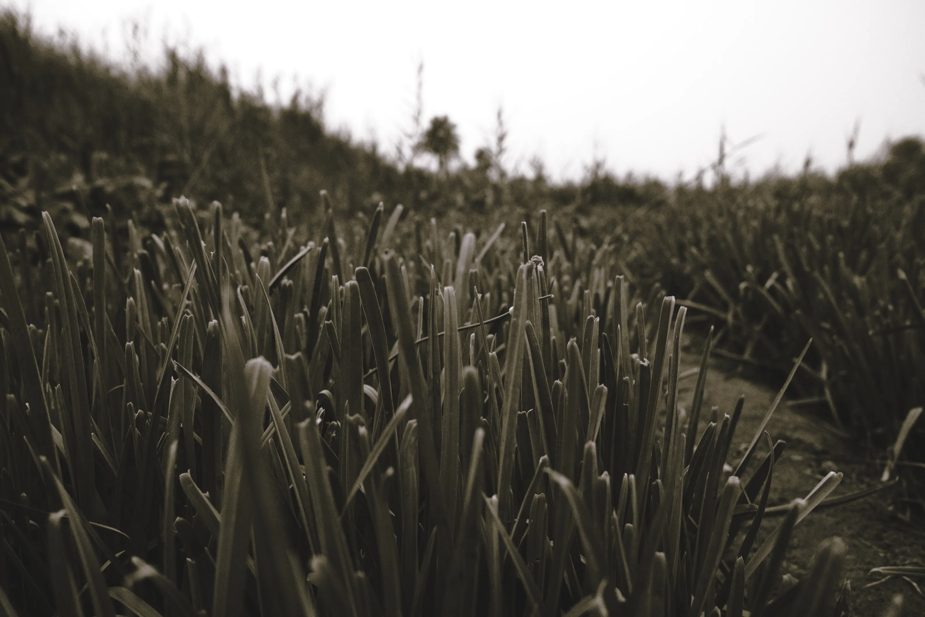 Gloomy Green