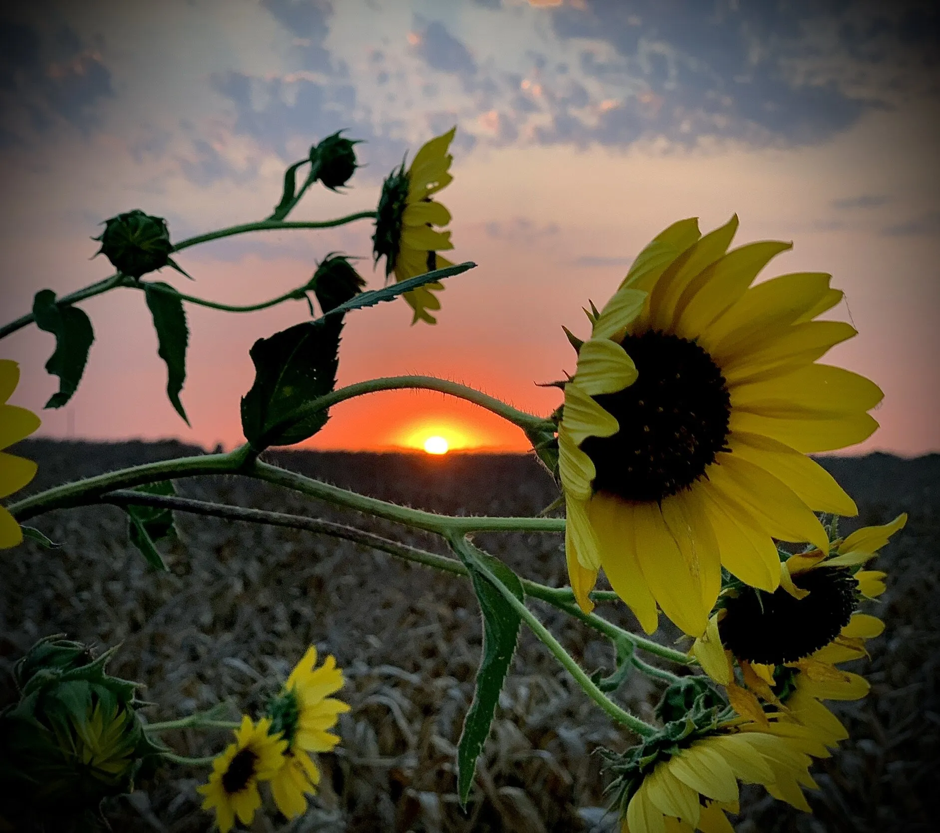 Sunflower Sundown