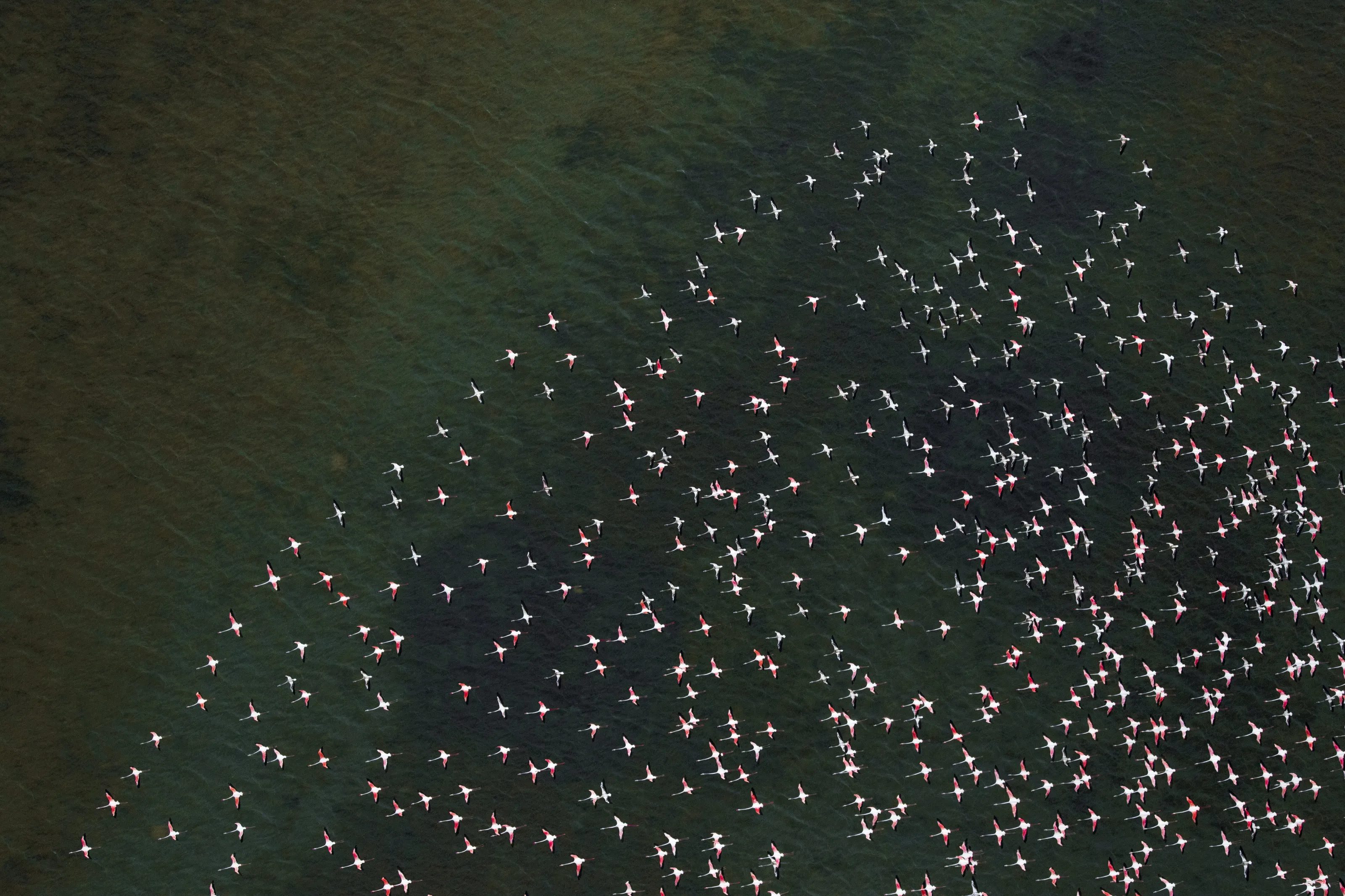 Flamingos en route