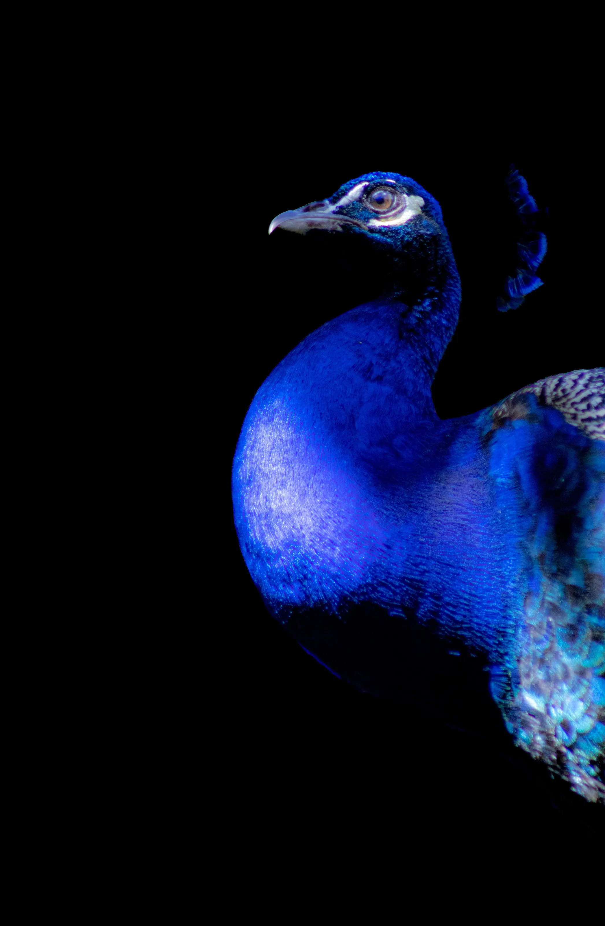 Pavão