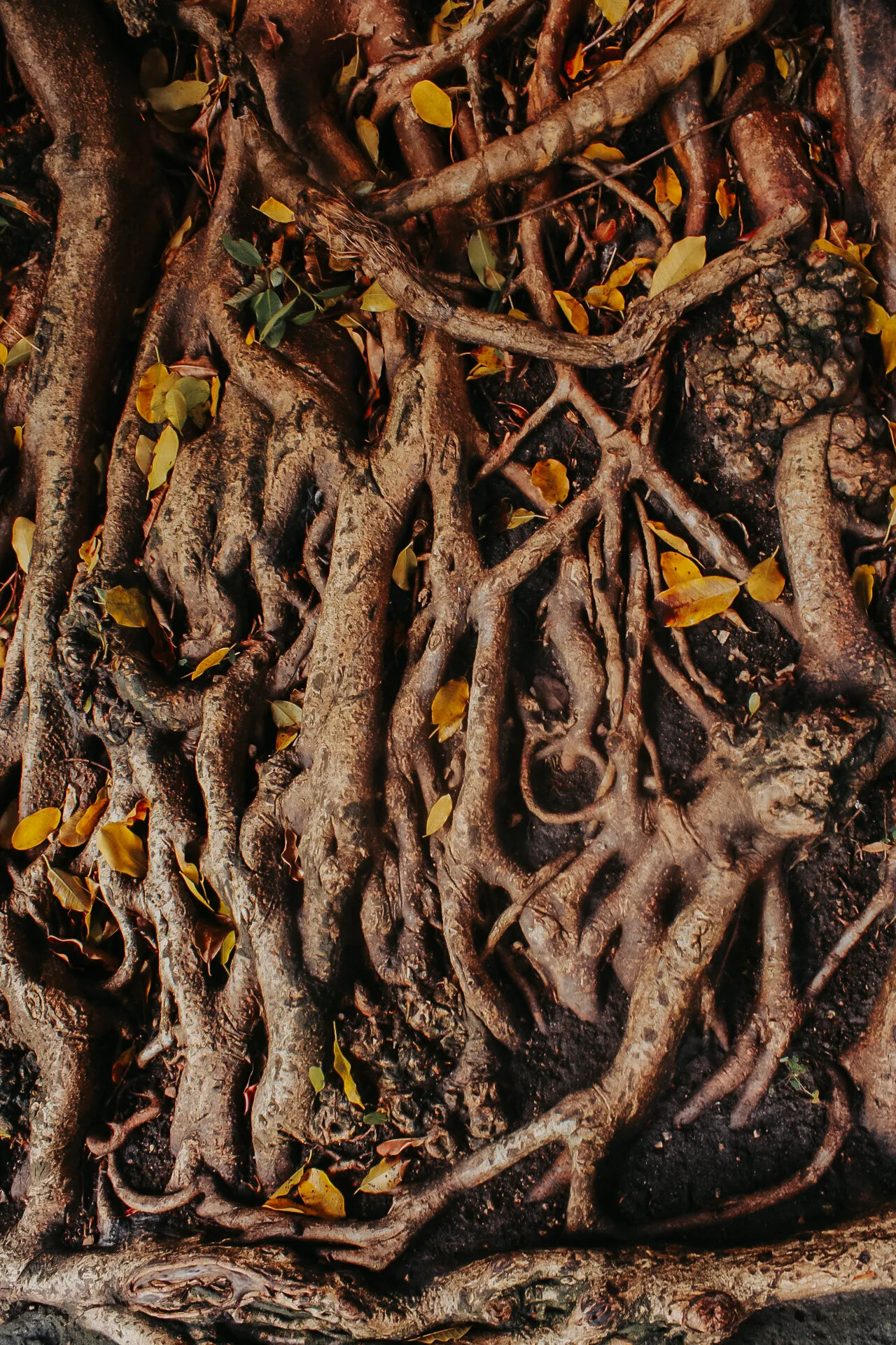 Roots