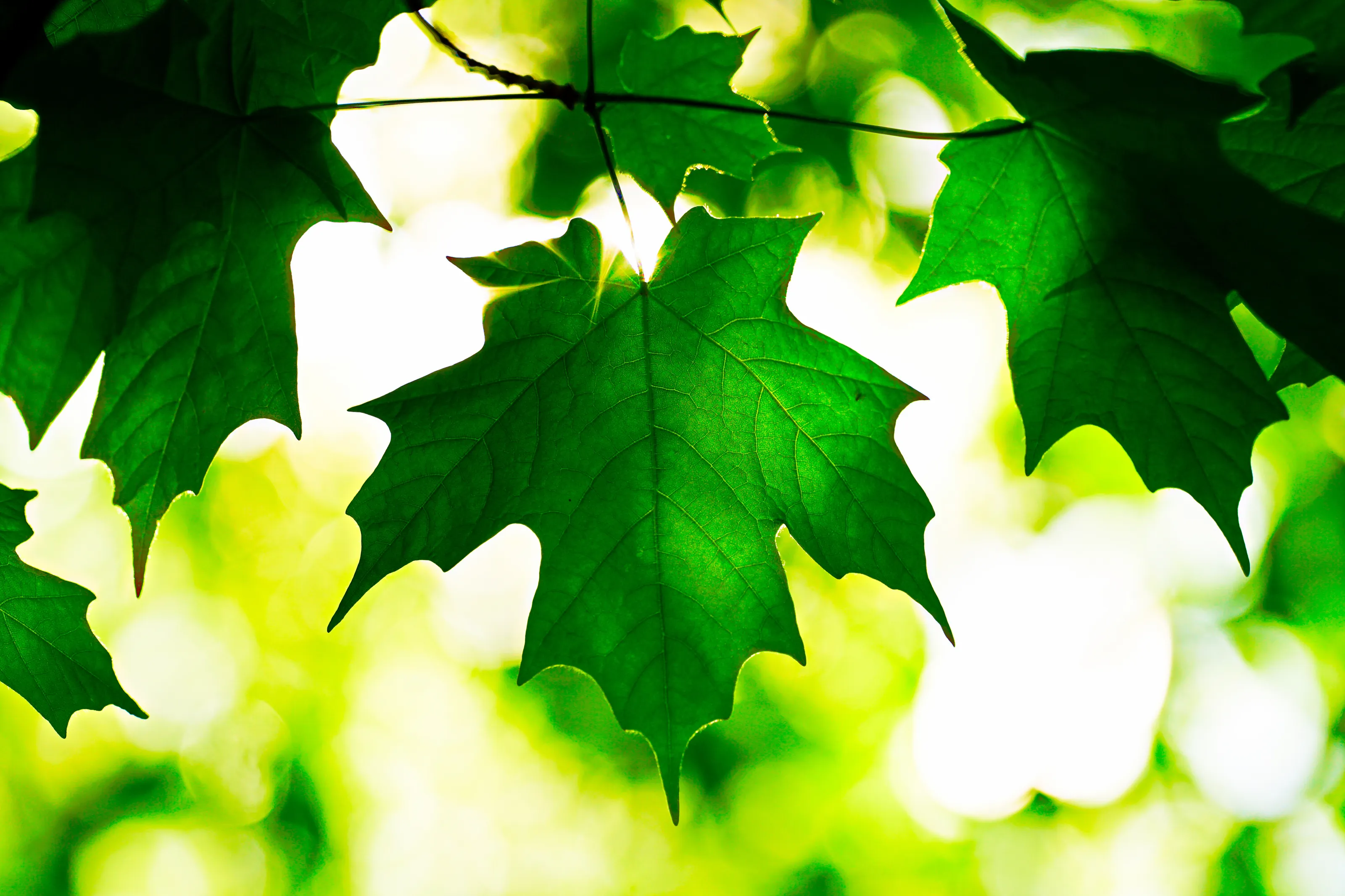 Maple leaf with sunline