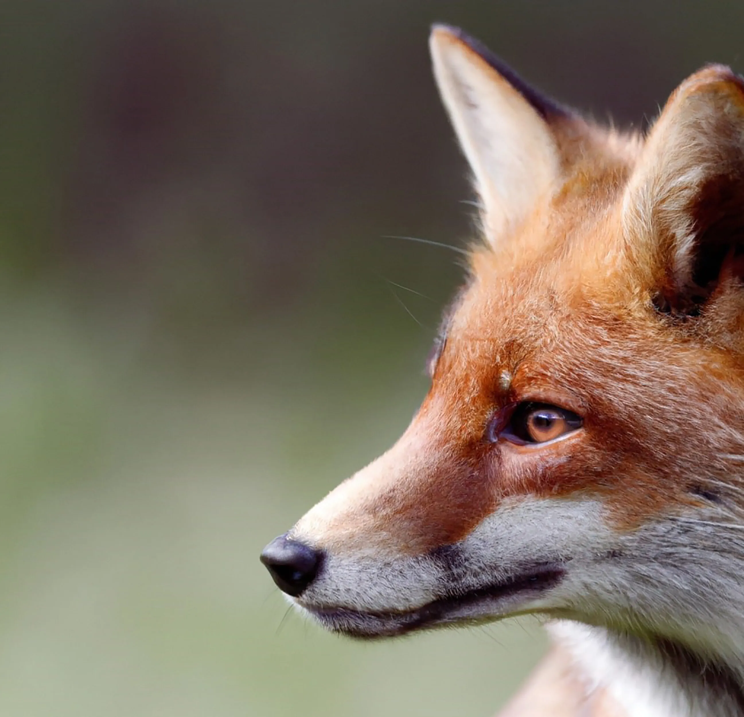 High Resolution Autumn Fox Photo: A Perfect Addition to Your Nature and Wildlife Collection