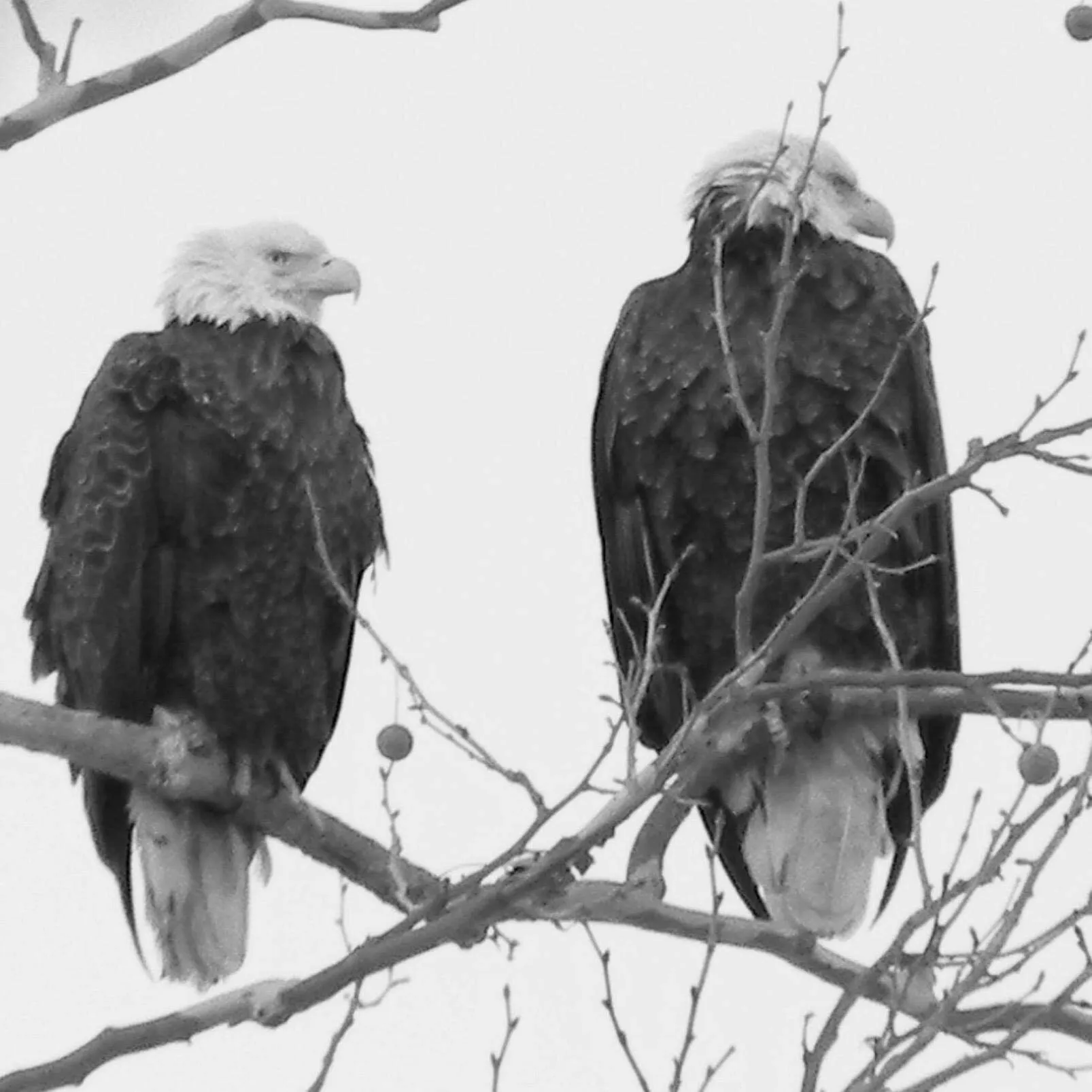 Supawna meadow eagles