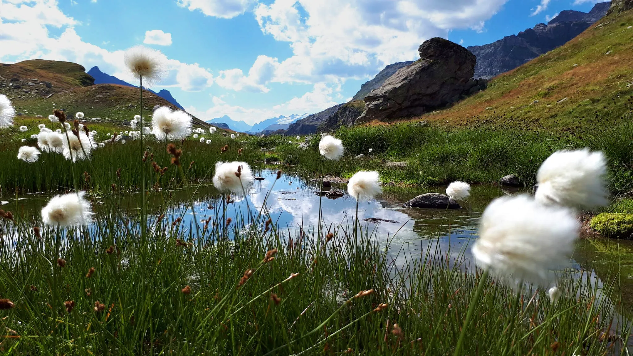 Clouds and Cottongras near Scatta Minoia Pass, Italy