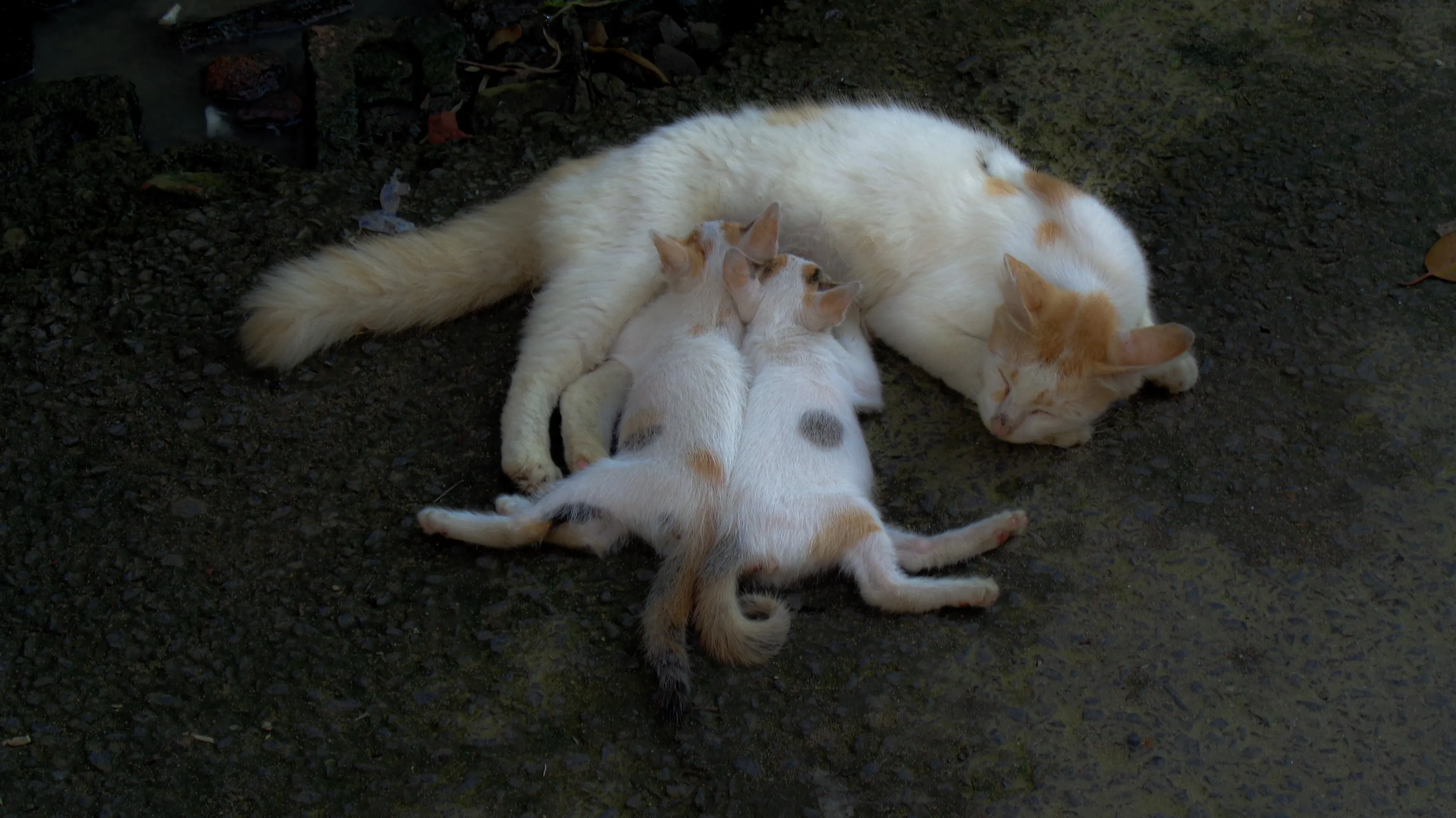 Cat and it's siblings