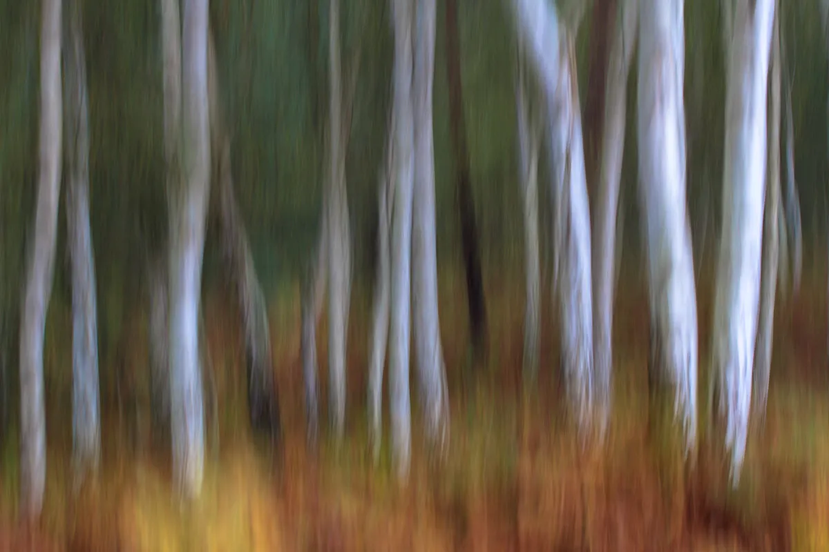 Autumn silver birch