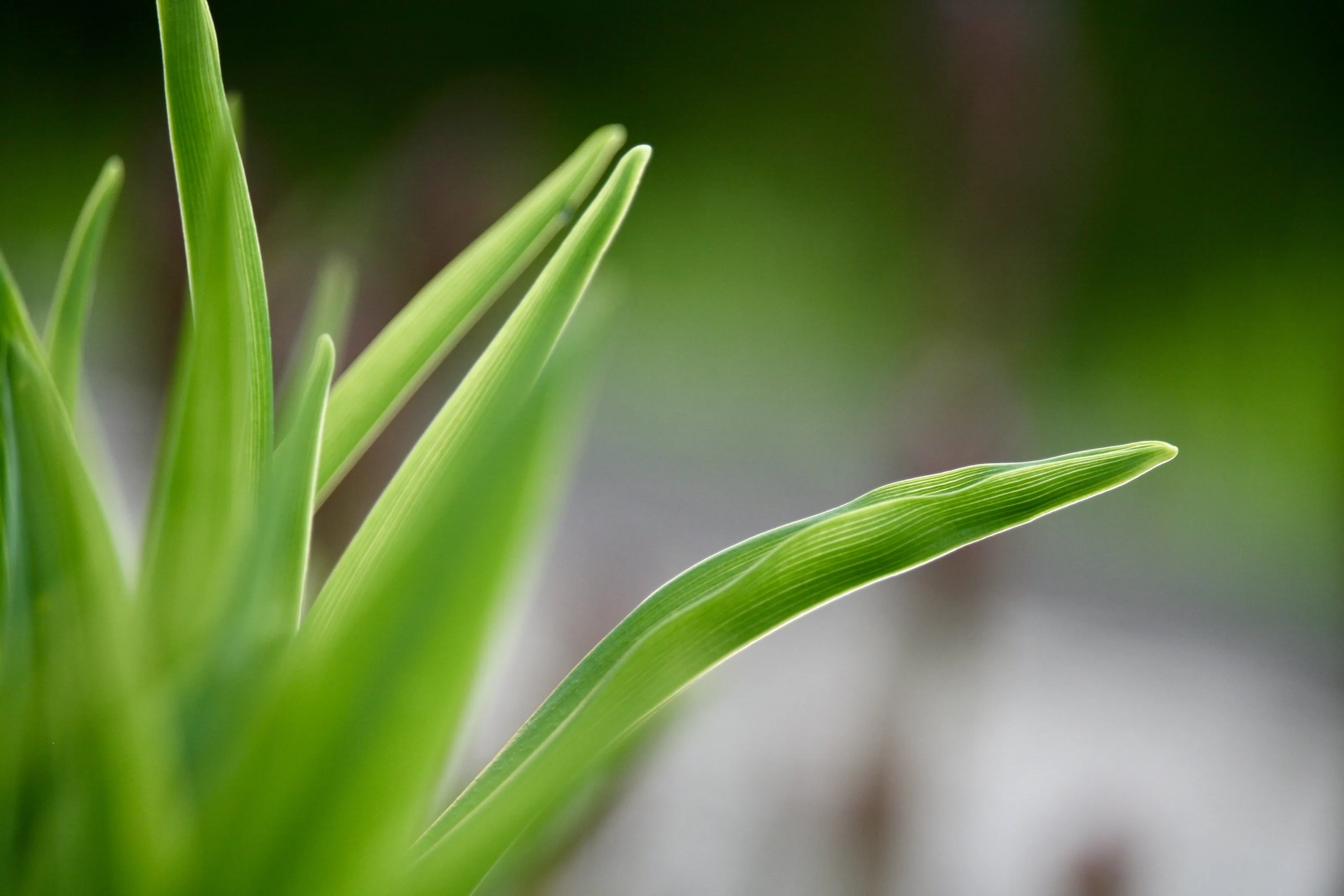 Greenery