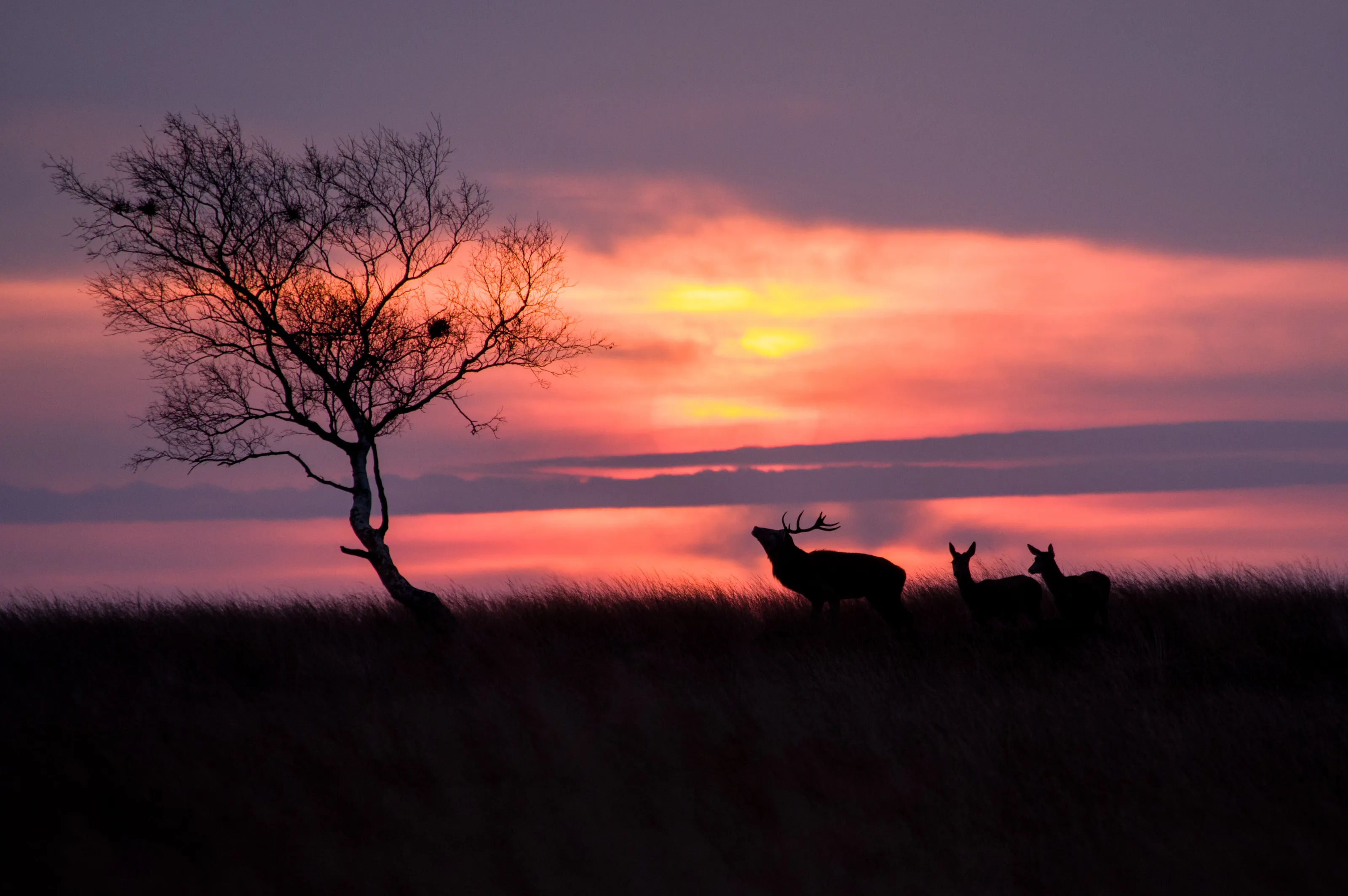 Deer at sunrise on White Edge, Peak District